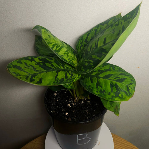 Aglaonema ‘Camouflage’ – Rare Camouflage Foliage Plant