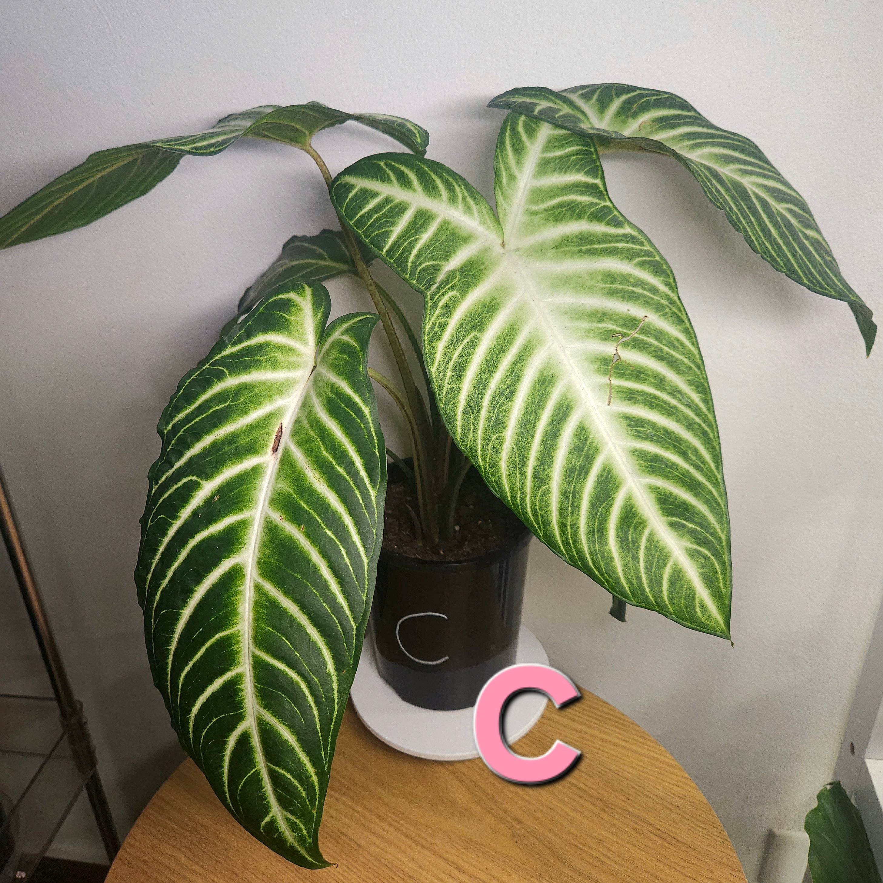 Xanthosoma lindenii – Rare Velvet Leaf Aroid with White Veins