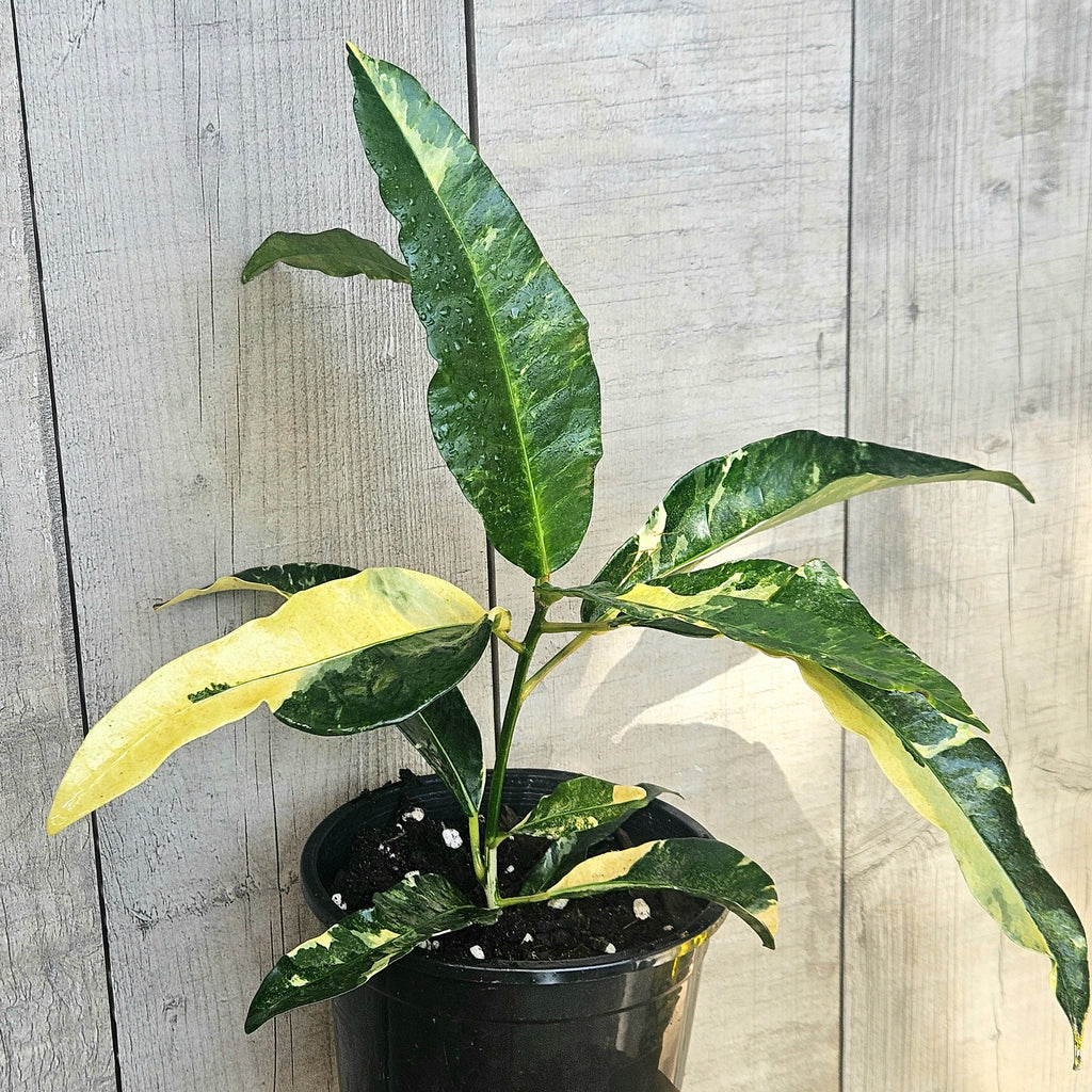 Croton ‘Eburneum Splash’ – Rare Splash Variegated Croton