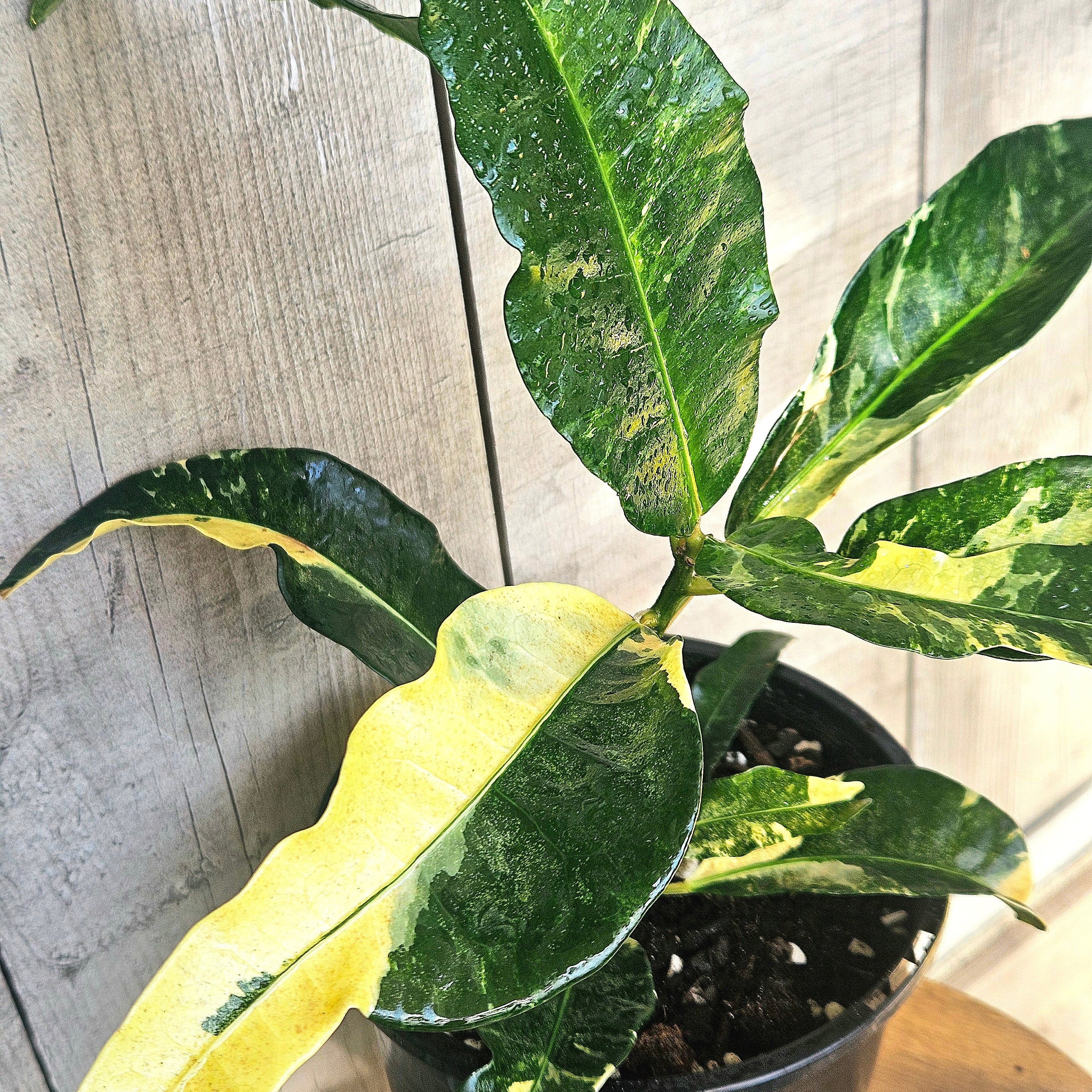 Croton ‘Eburneum Splash’ – Rare Splash Variegated Croton