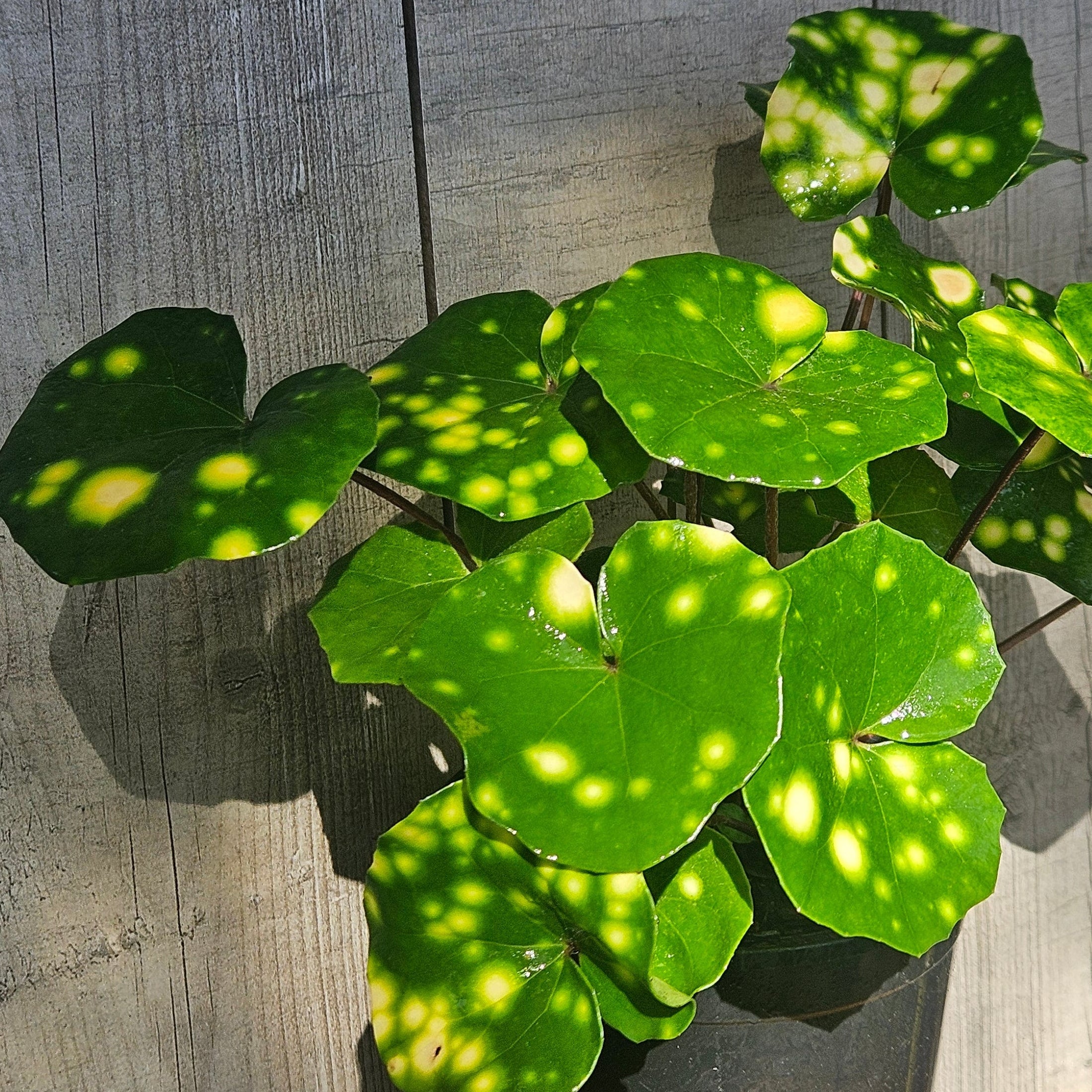 Farfugium japonicum ‘Aureomaculatum’ (Leopard Plant)