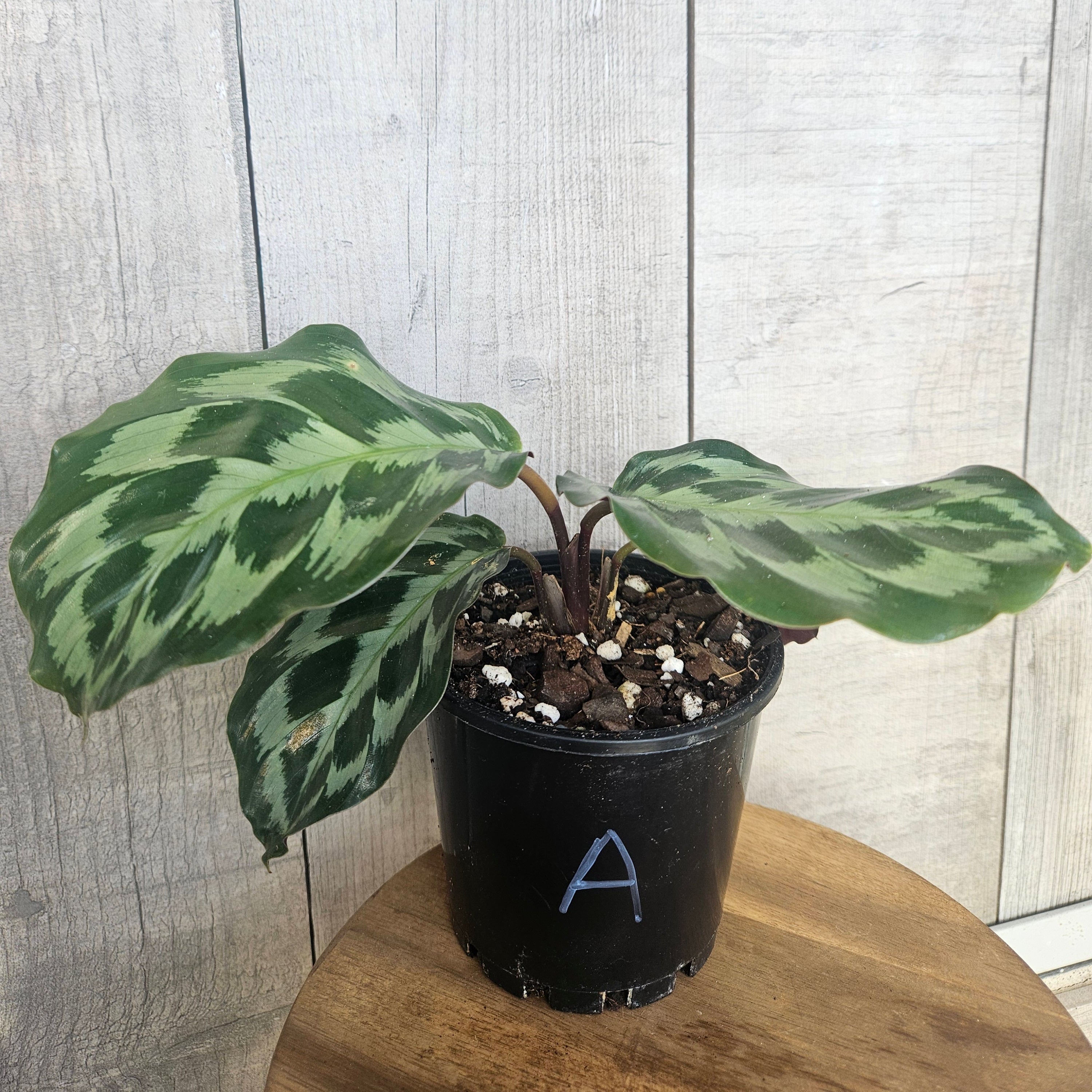 Calathea ‘Helen Kennedy’ – Rare Velvet Foliage Prayer Plant