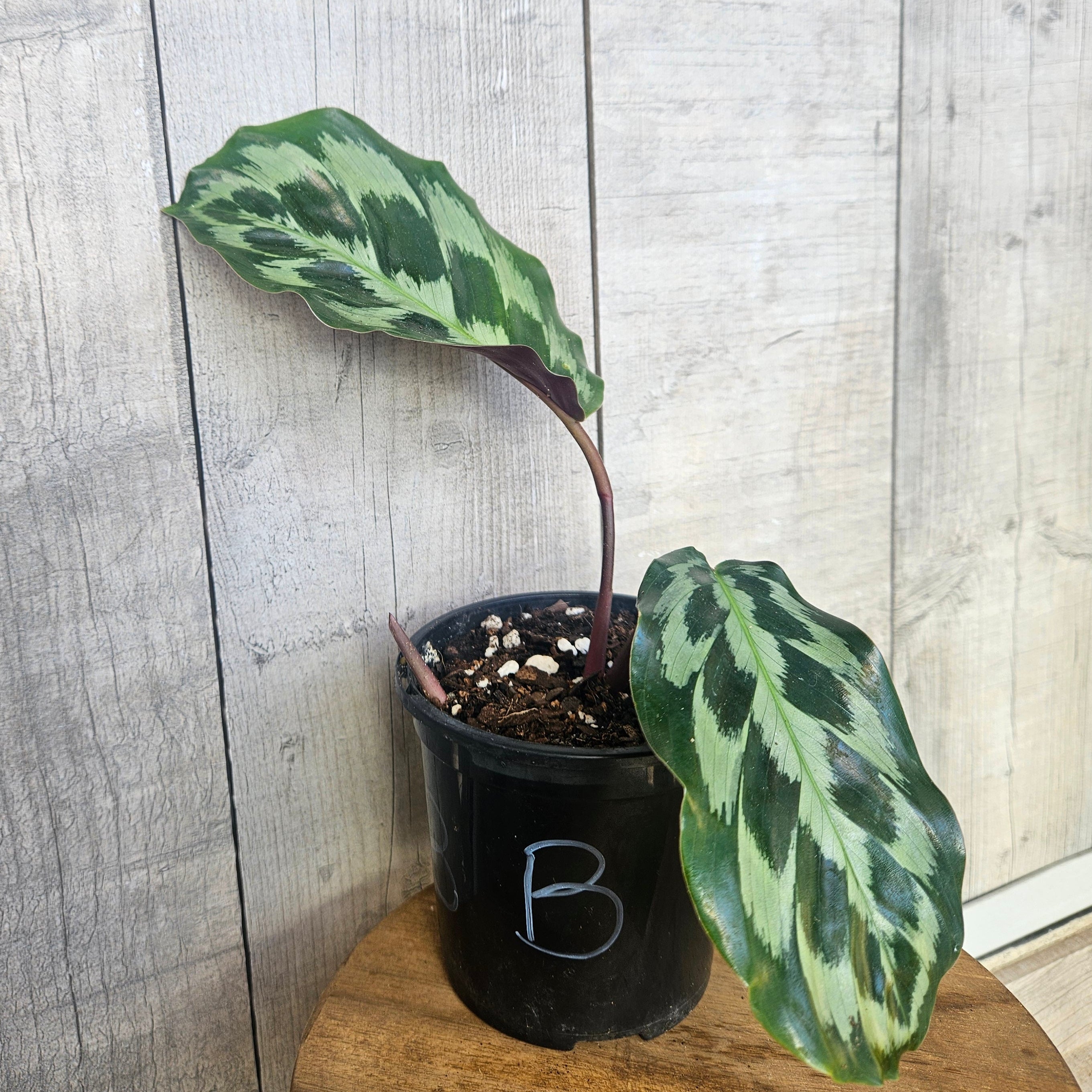 Calathea ‘Helen Kennedy’ – Rare Velvet Foliage Prayer Plant