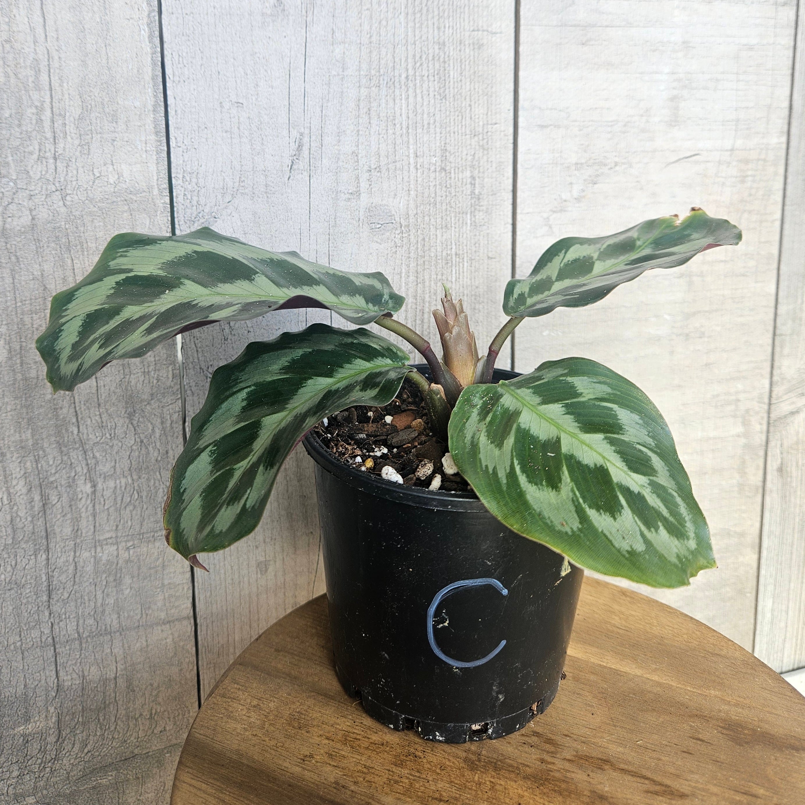 Calathea ‘Helen Kennedy’ – Rare Velvet Foliage Prayer Plant