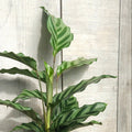 Calathea Freddy – Rare Prayer Plant Indoor Plant