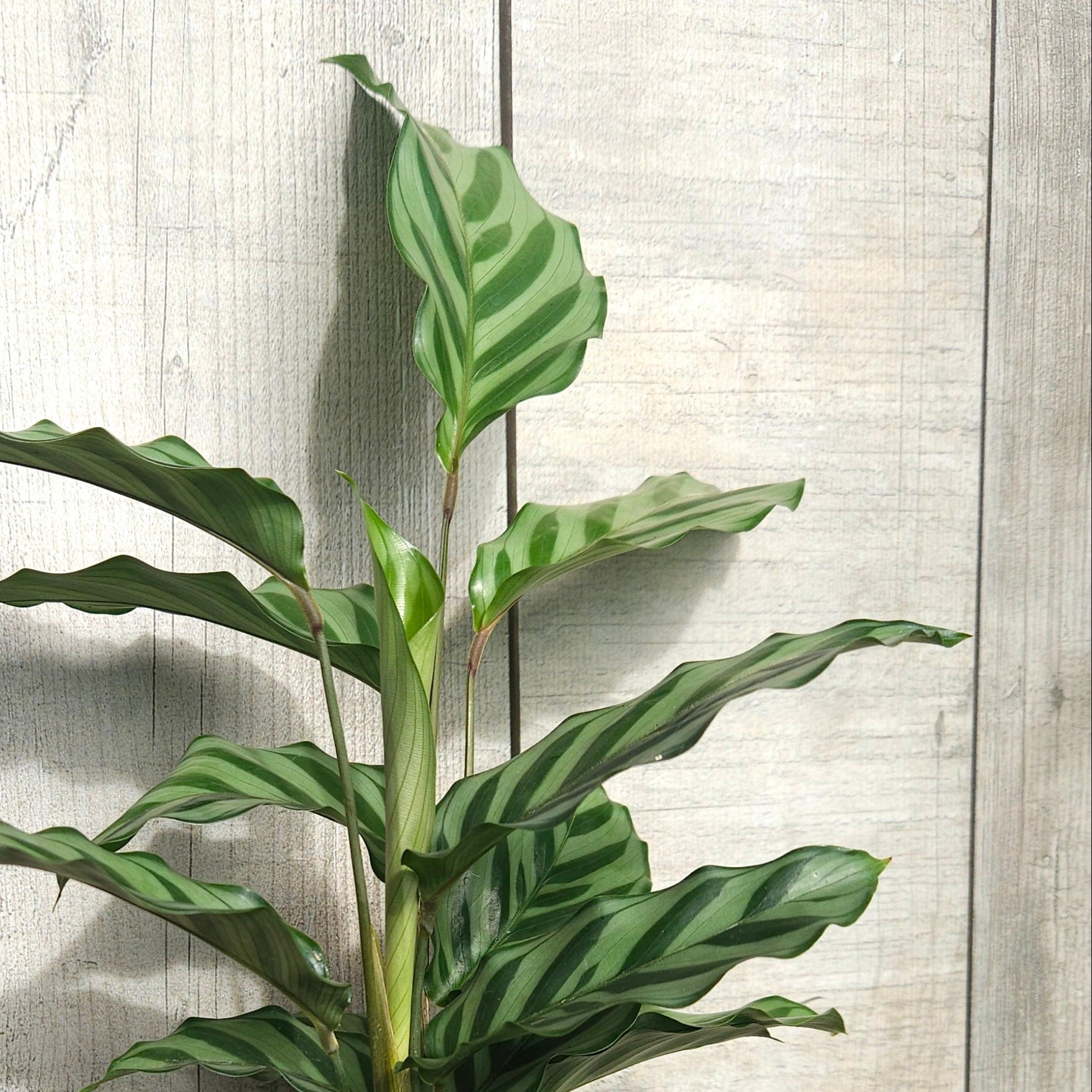 Calathea Freddy – Rare Prayer Plant Indoor Plant