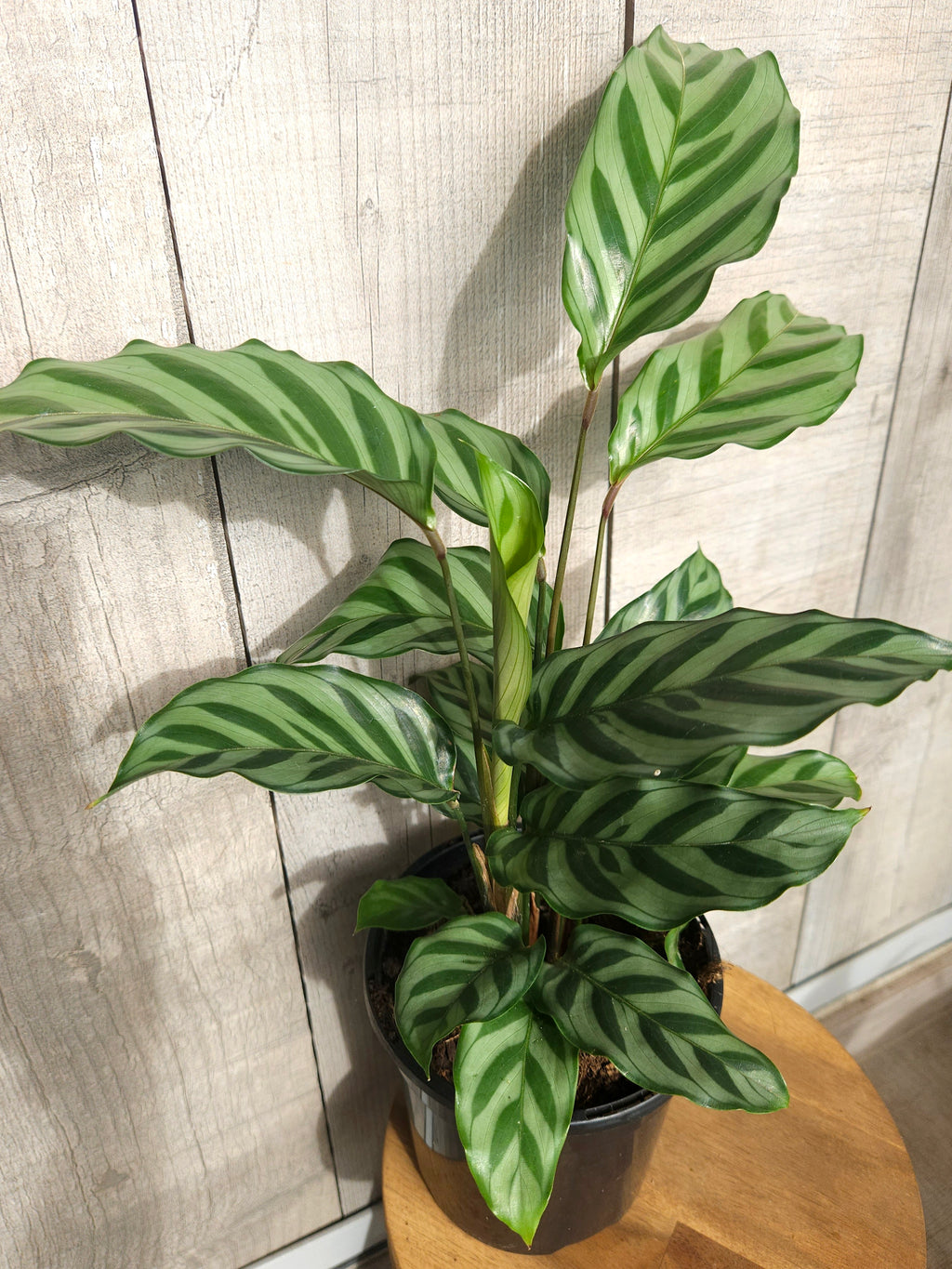 Calathea Freddy – Rare Prayer Plant Indoor Plant
