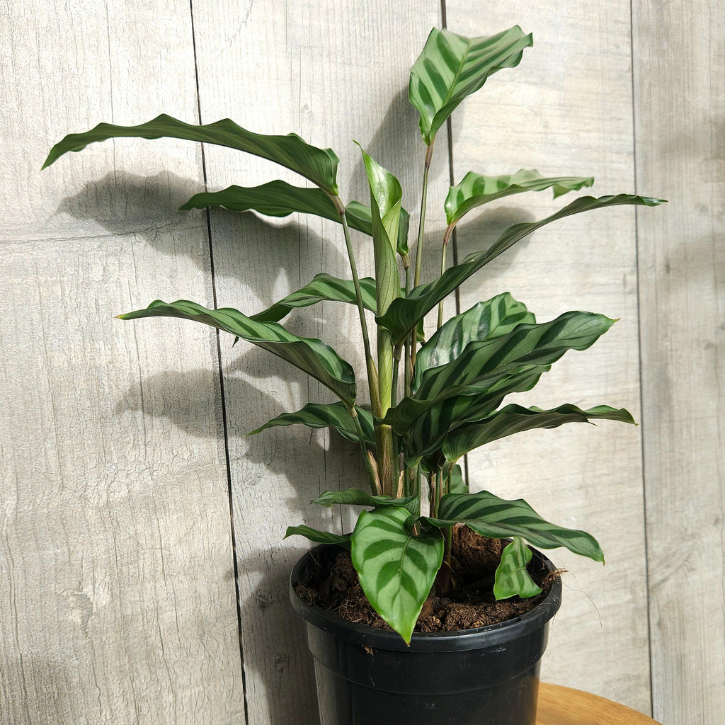 Calathea Freddy – Rare Prayer Plant Indoor Plant