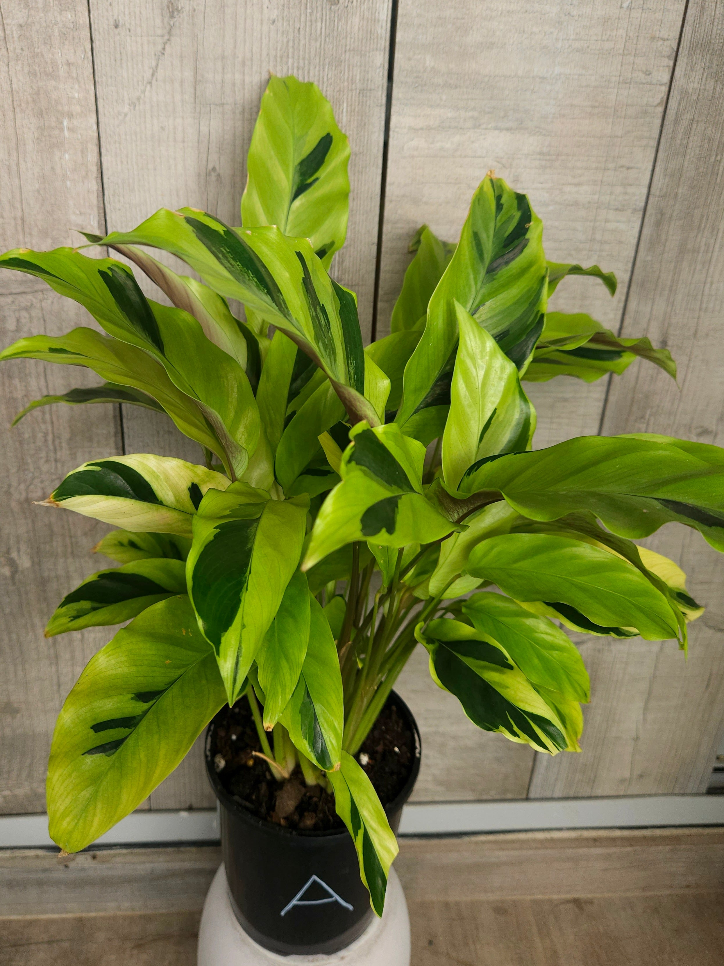 Calathea Yellow Fusion Variegated Indoor Plant