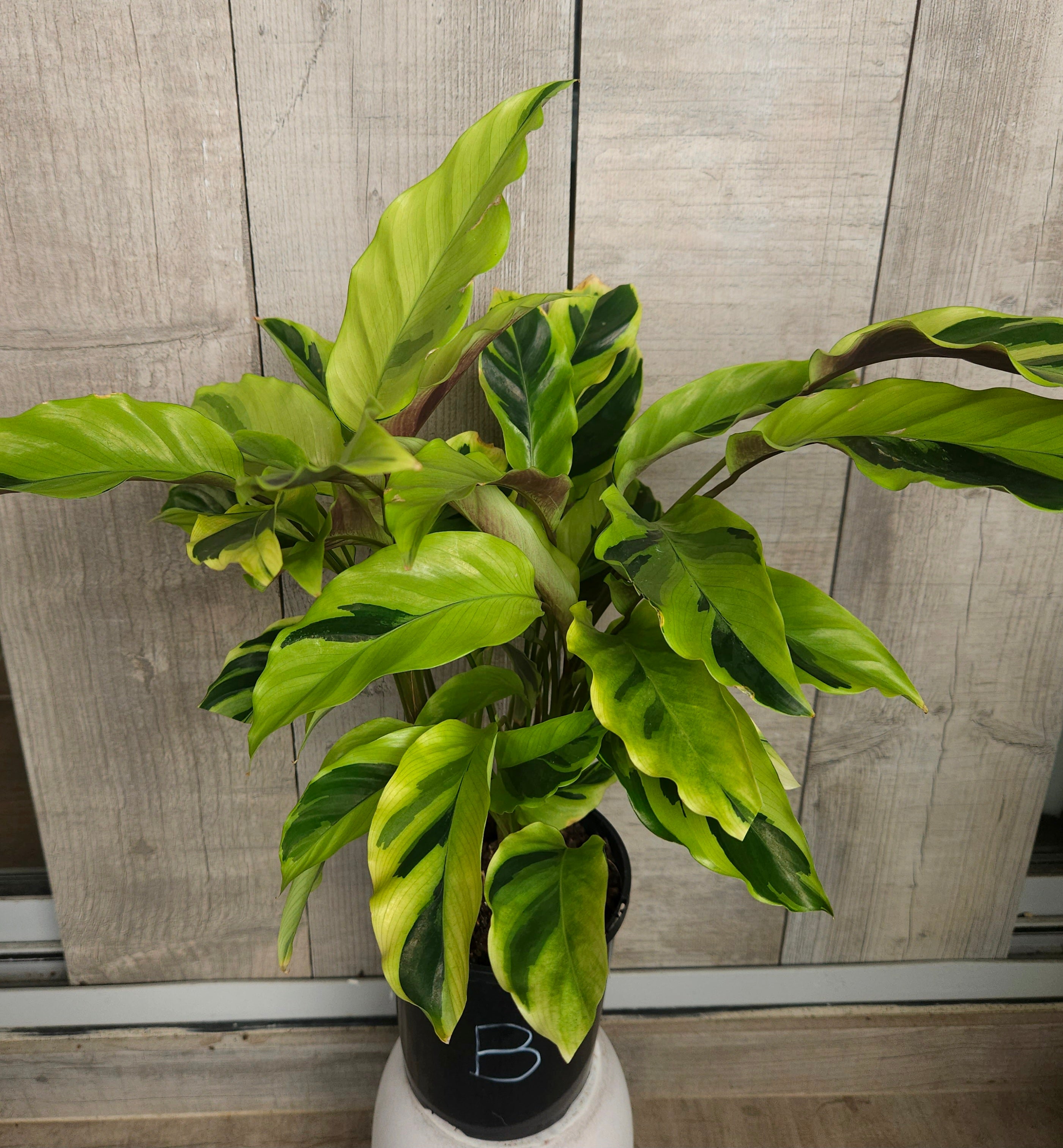 Calathea Yellow Fusion Variegated Indoor Plant