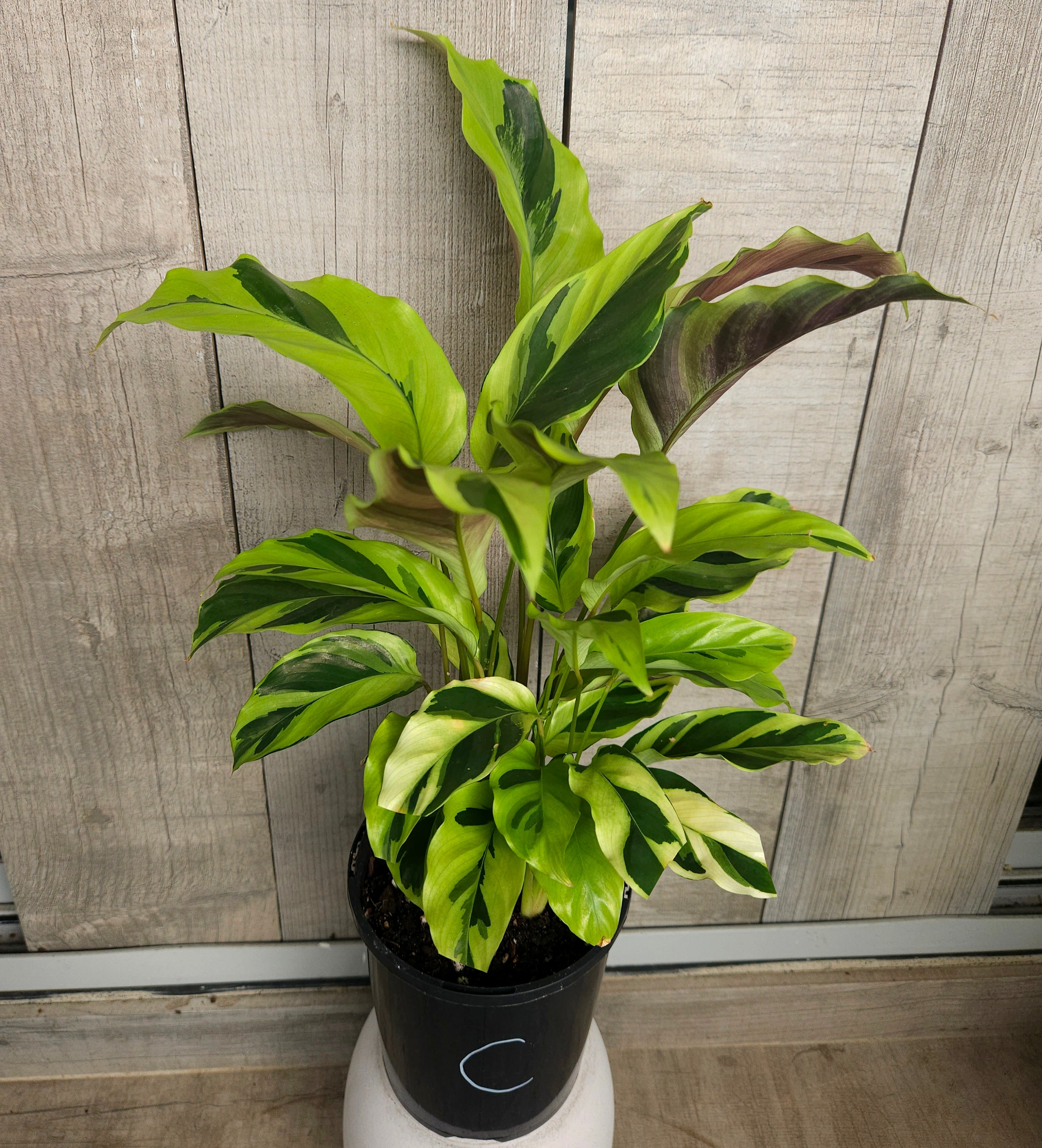 Calathea Yellow Fusion Variegated Indoor Plant