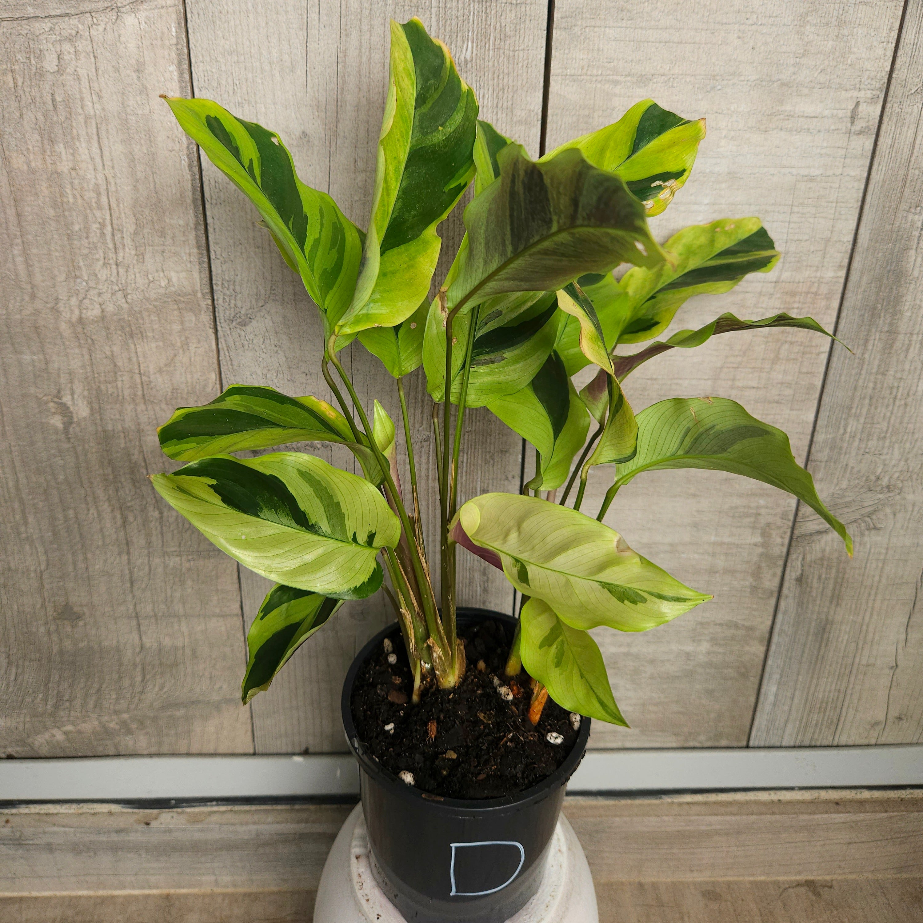 Calathea Yellow Fusion Variegated Indoor Plant