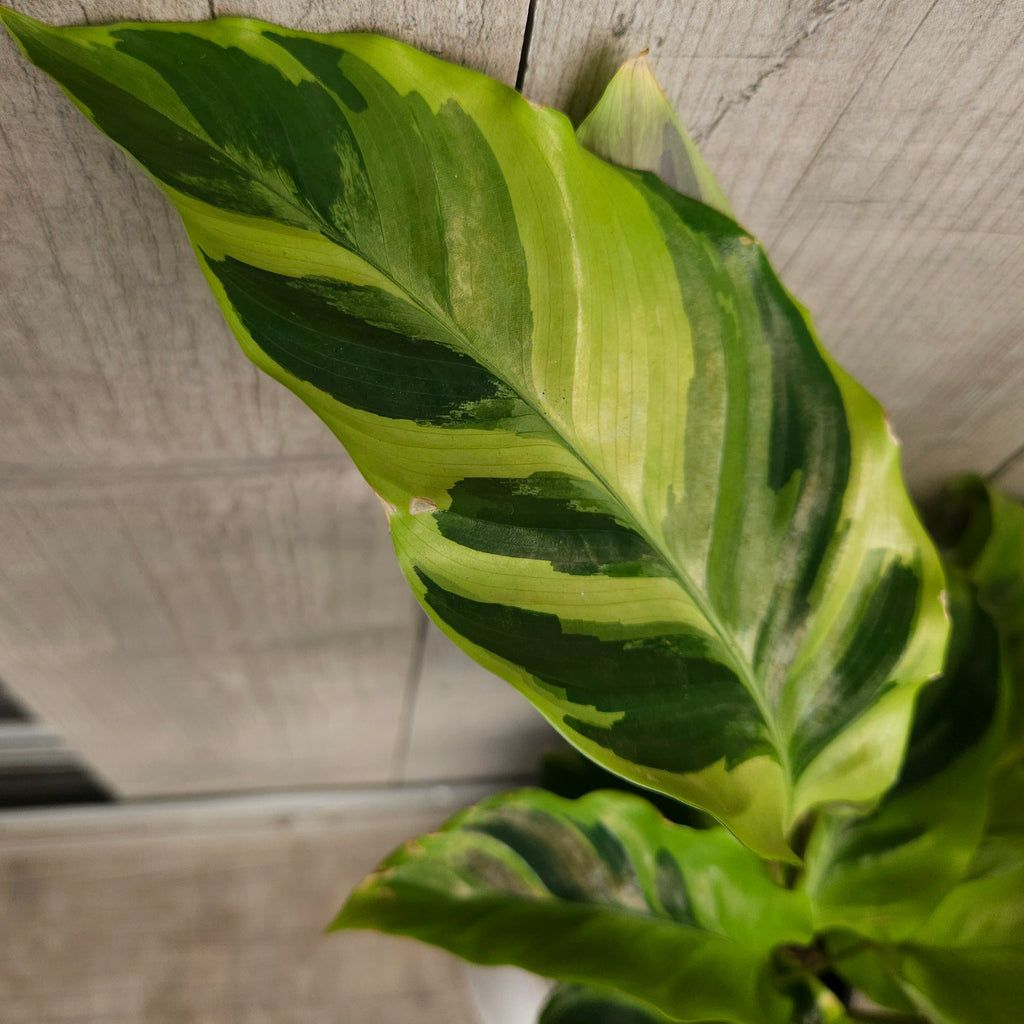 Calathea Yellow Fusion Variegated Indoor Plant