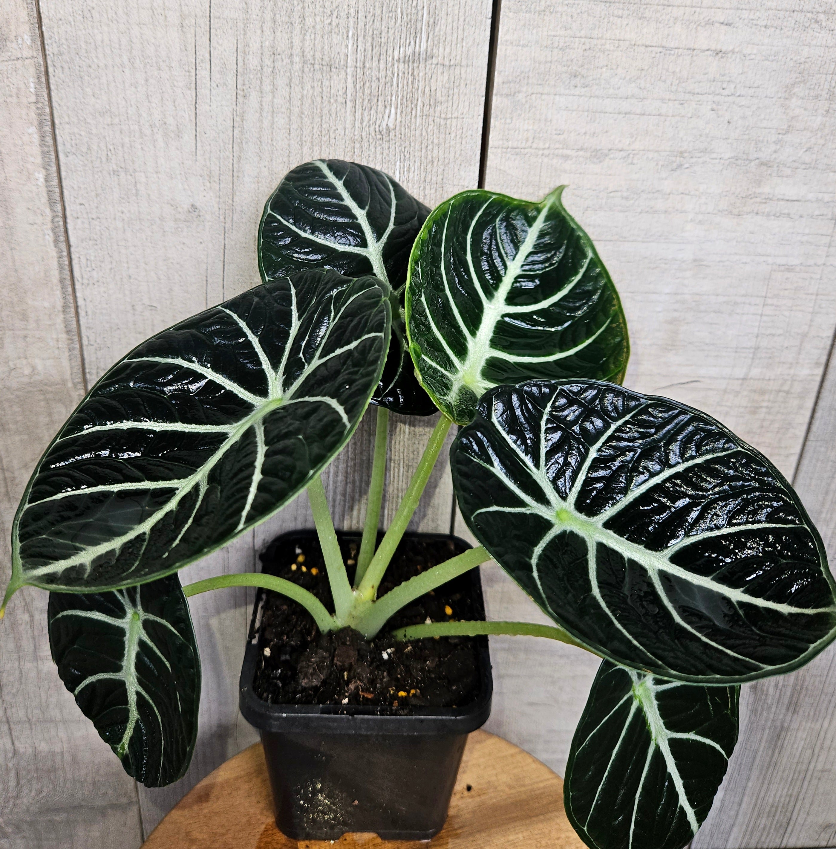 Alocasia Ninja – Compact Velvet Alocasia
