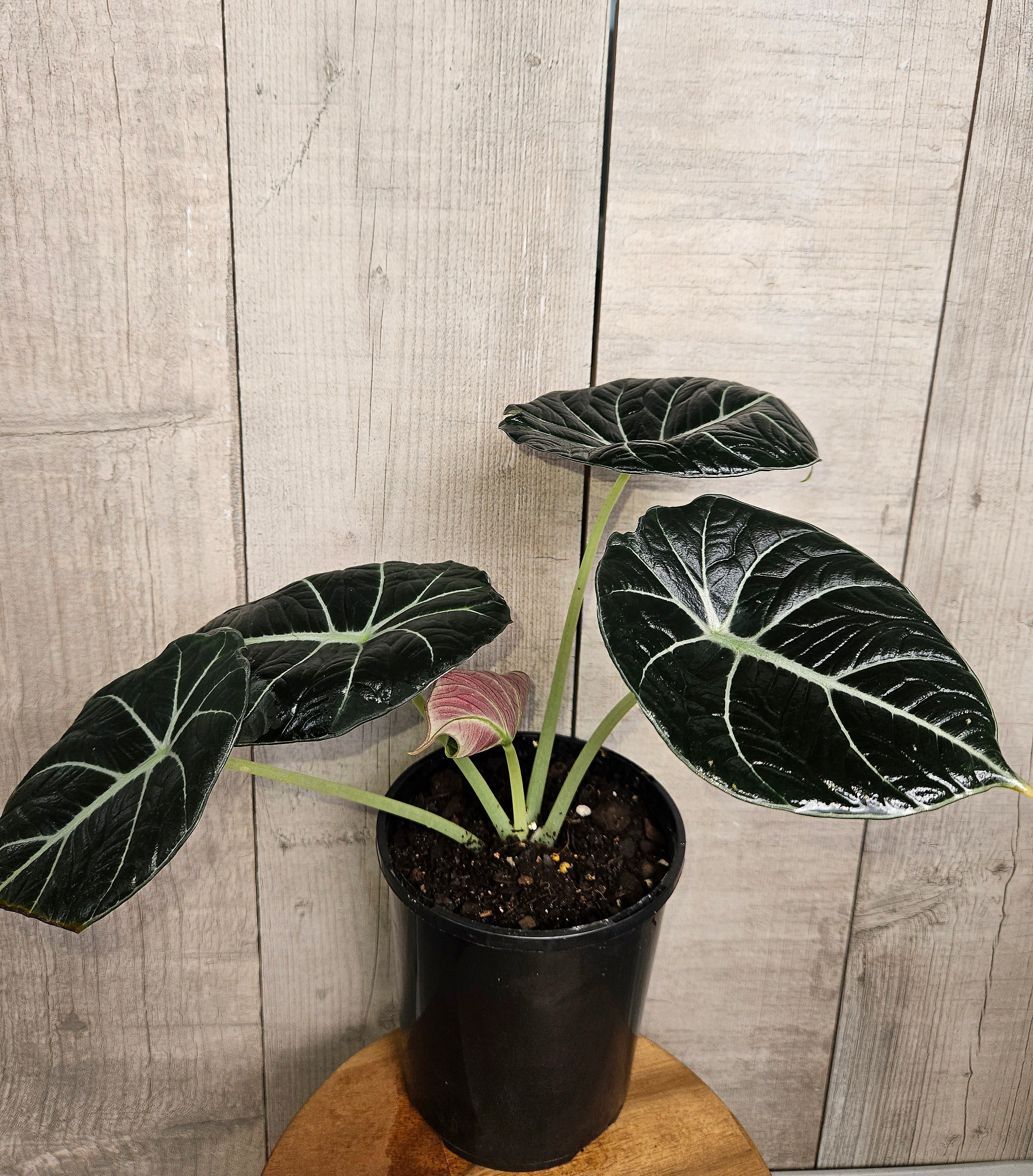 Rare Alocasia Black Velvet – Dark Velvet Leaf Indoor Plant