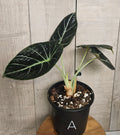 Alocasia Ninja – Compact Velvet Alocasia