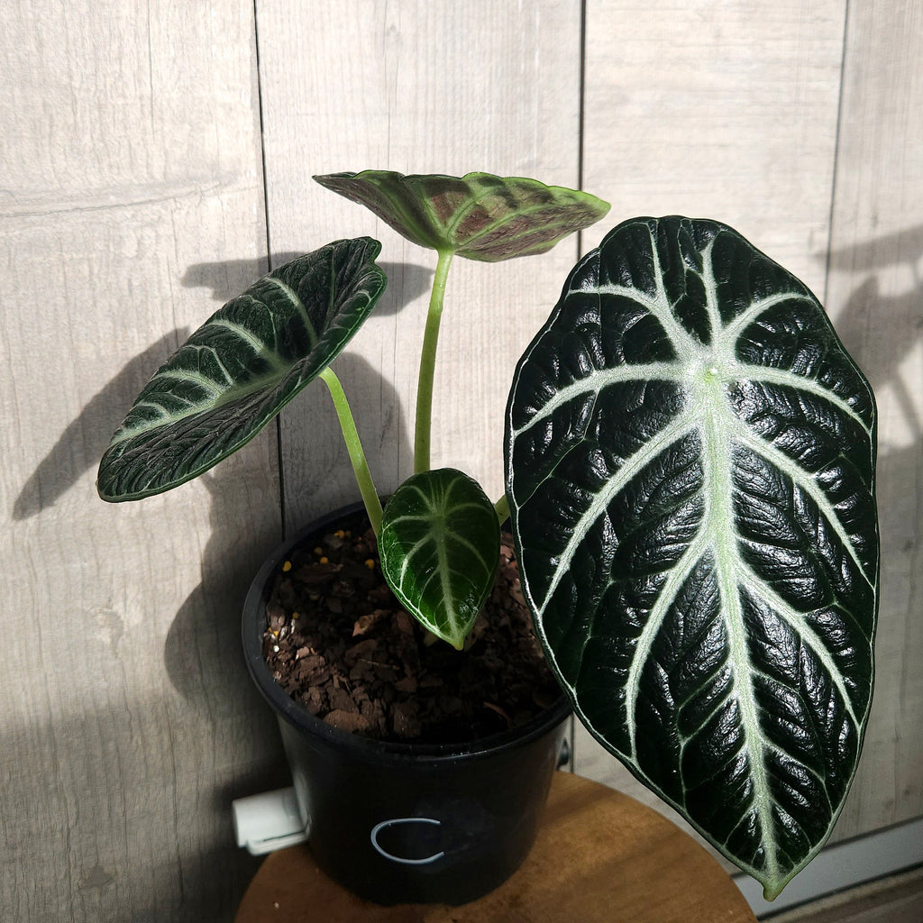 Rare Alocasia Black Velvet – Dark Velvet Leaf Indoor Plant