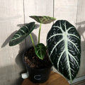 Rare Alocasia Black Velvet – Dark Velvet Leaf Indoor Plant
