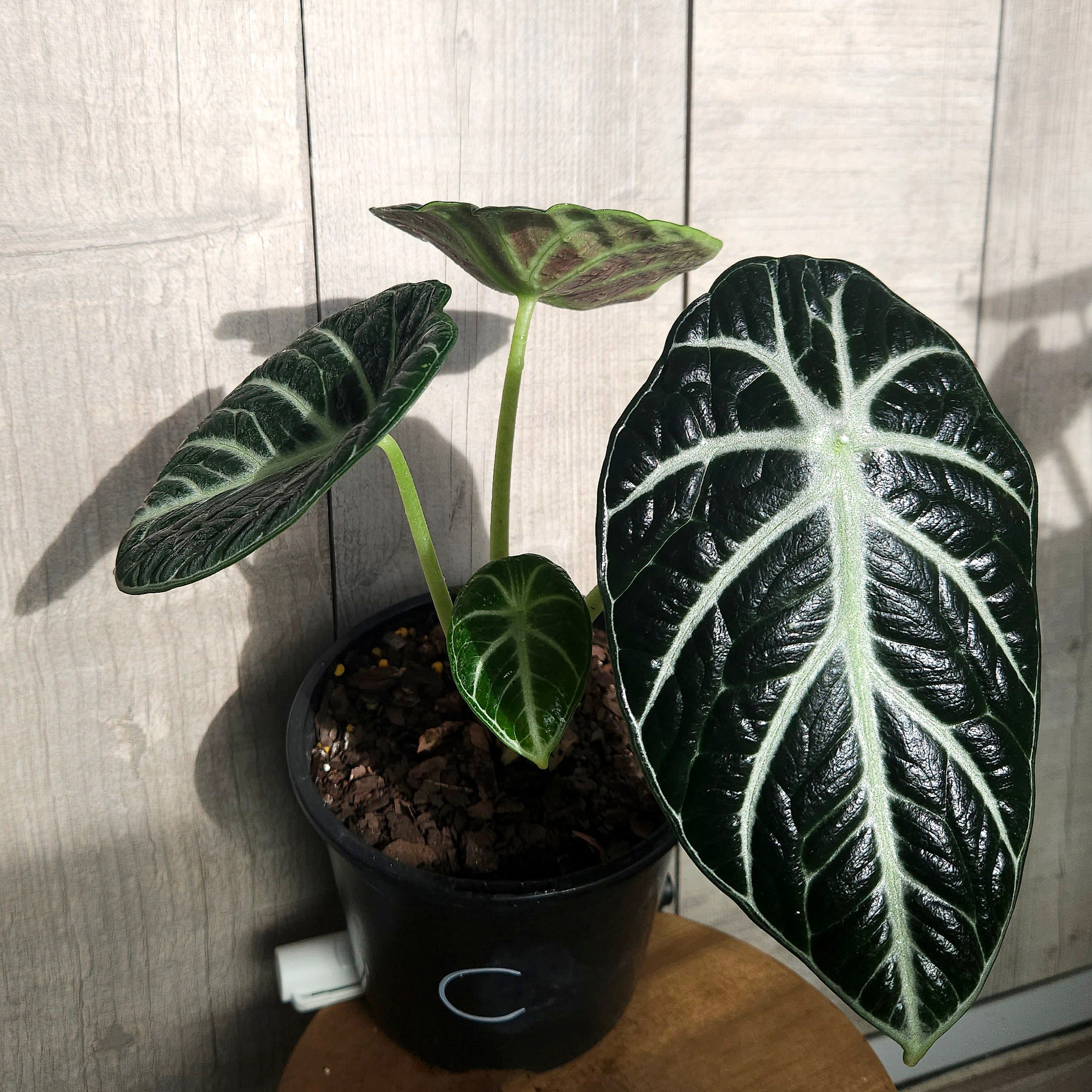 Rare Alocasia Black Velvet – Dark Velvet Leaf Indoor Plant