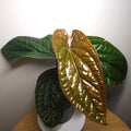 Anthurium Luxurians x Radicans – Rare Hybrid Anthurium