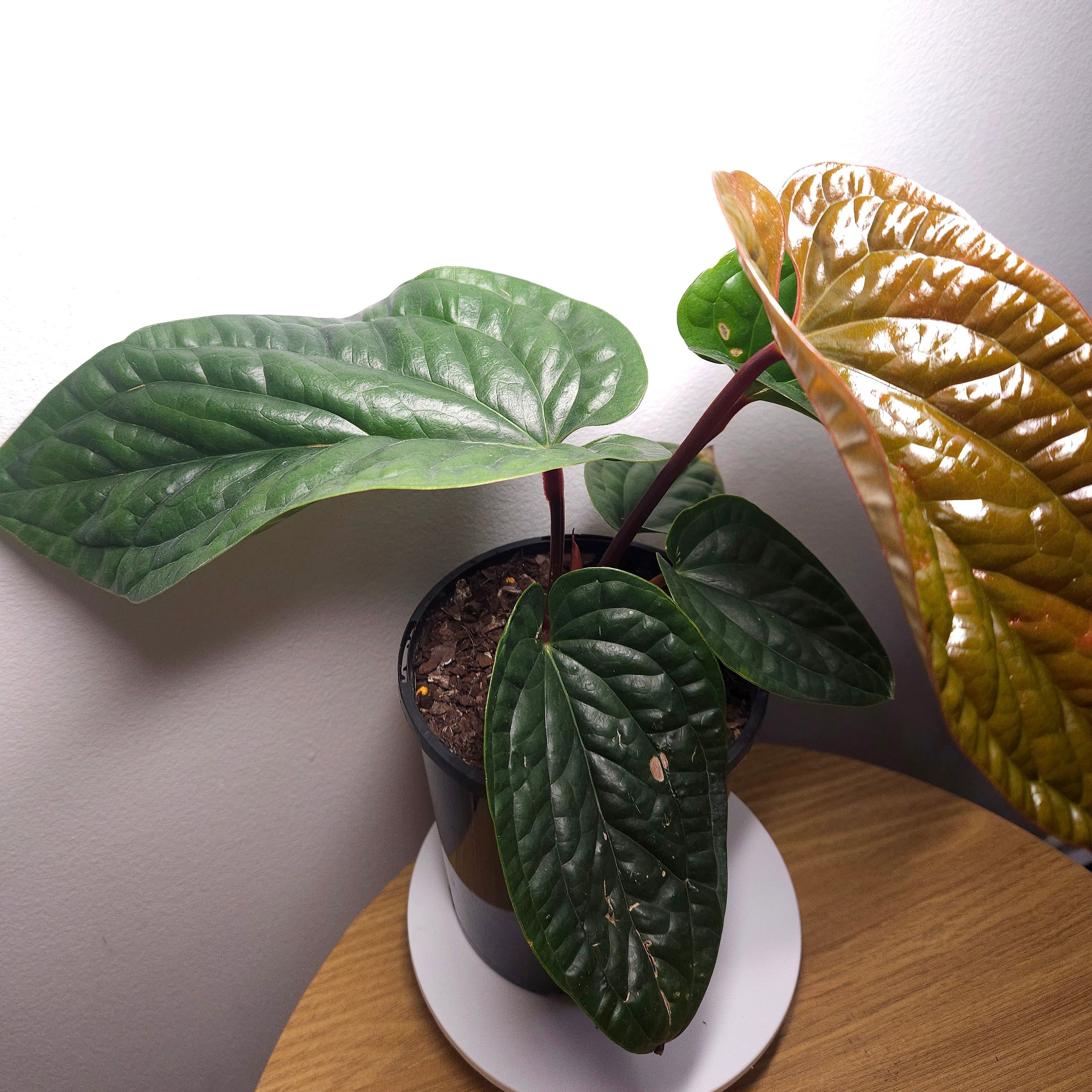 Anthurium Luxurians x Radicans – Rare Hybrid Anthurium