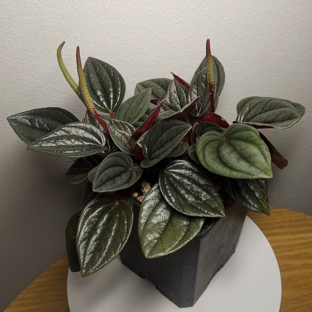 Peperomia ‘Napoli Nights’ – Rare Indoor Plant | Silver Ripple Foliage