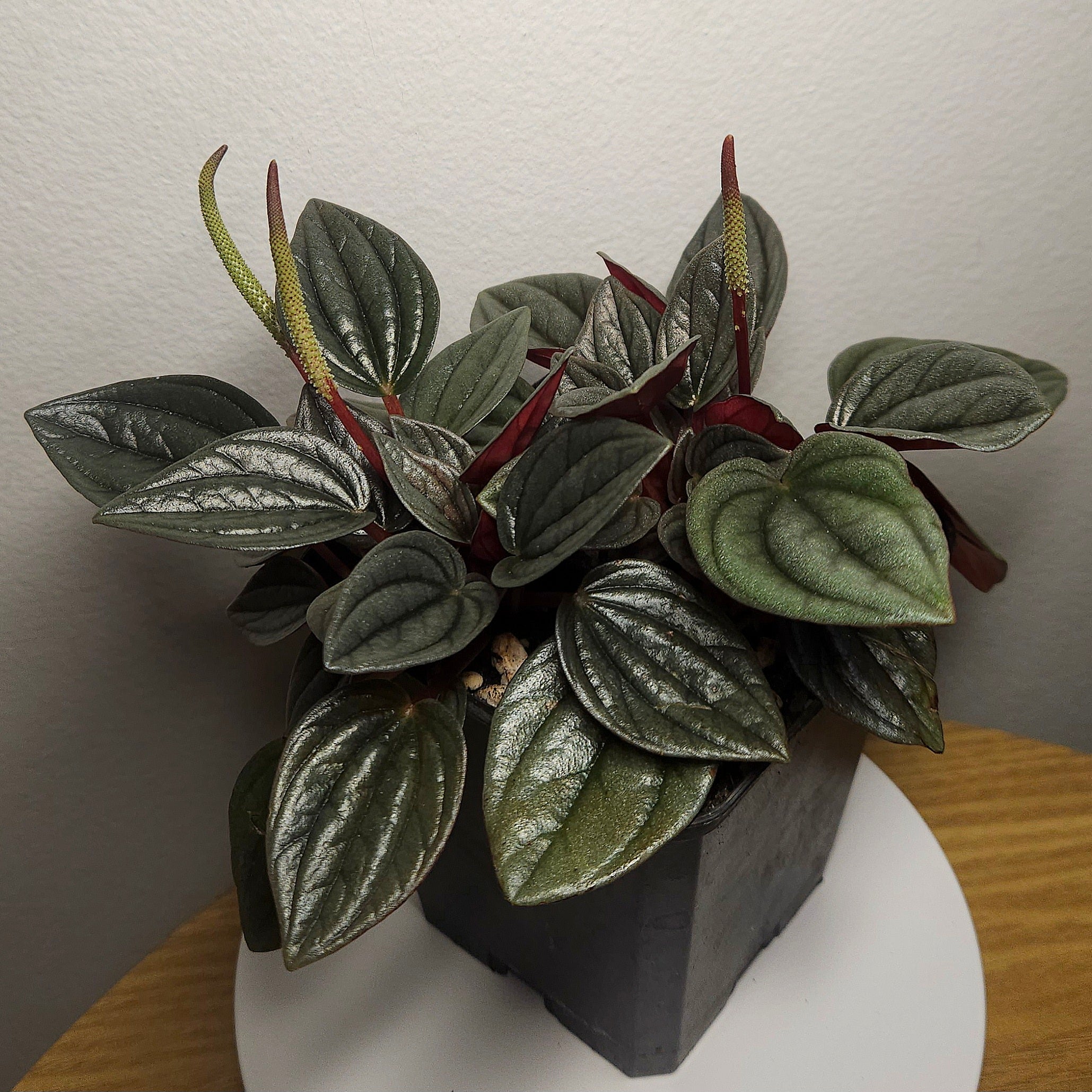 Peperomia ‘Napoli Nights’ – Rare Indoor Plant | Silver Ripple Foliage