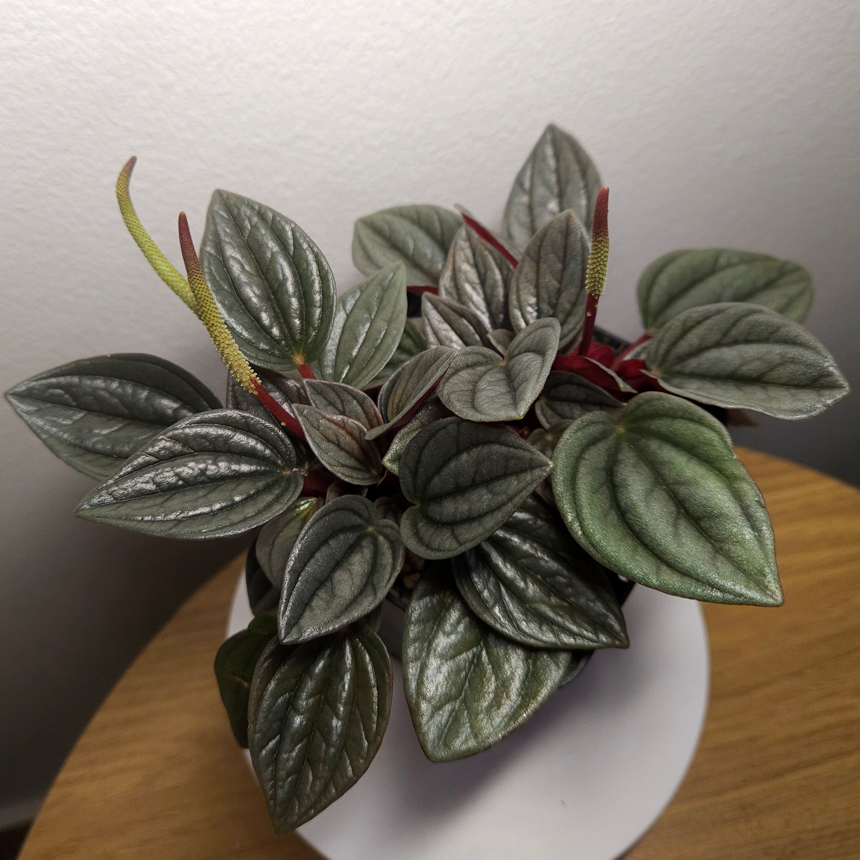 Peperomia ‘Napoli Nights’ – Rare Indoor Plant | Silver Ripple Foliage