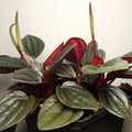 Peperomia ‘Napoli Nights’ – Rare Indoor Plant | Silver Ripple Foliage