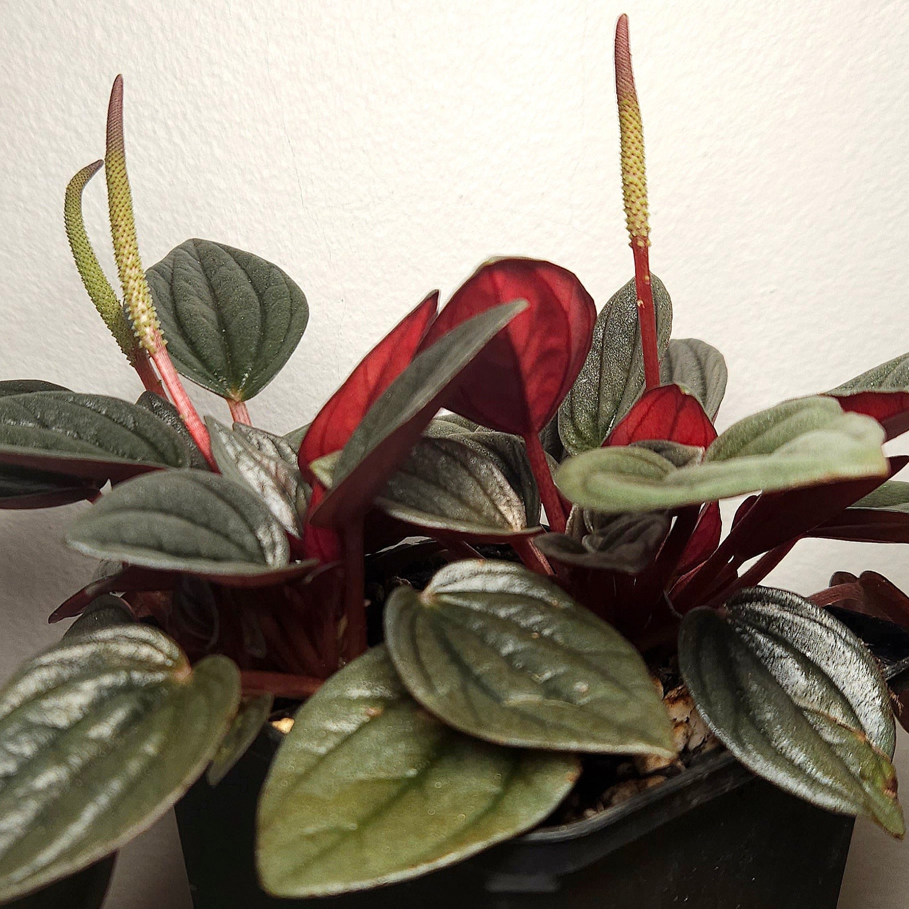Peperomia ‘Napoli Nights’ – Rare Indoor Plant | Silver Ripple Foliage