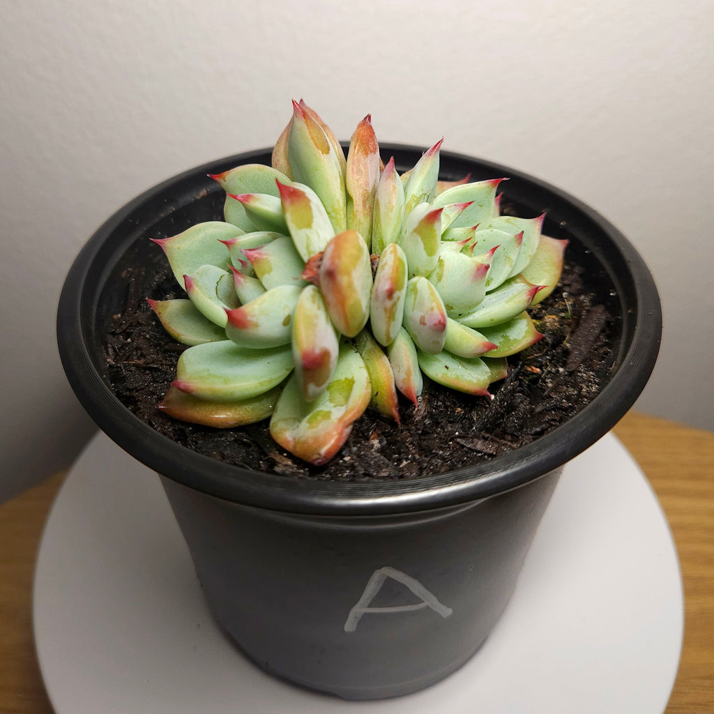 Echeveria ‘Strawberry Puff’ – Rare Succulent | Pink Frilled Rosette | Collector Plant
