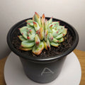 Echeveria ‘Strawberry Puff’ – Rare Succulent | Pink Frilled Rosette | Collector Plant
