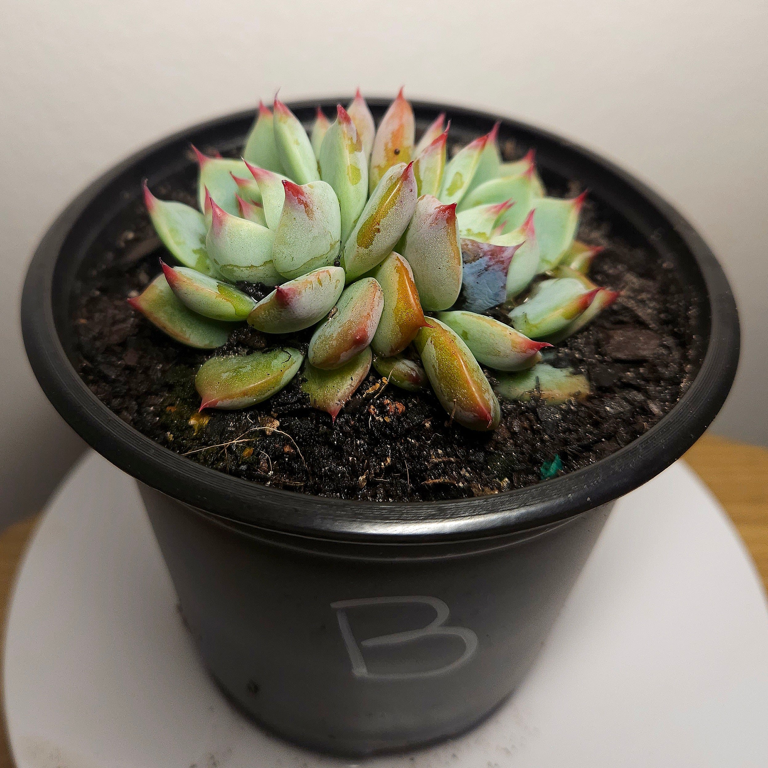 Echeveria ‘Strawberry Puff’ – Rare Succulent | Pink Frilled Rosette | Collector Plant