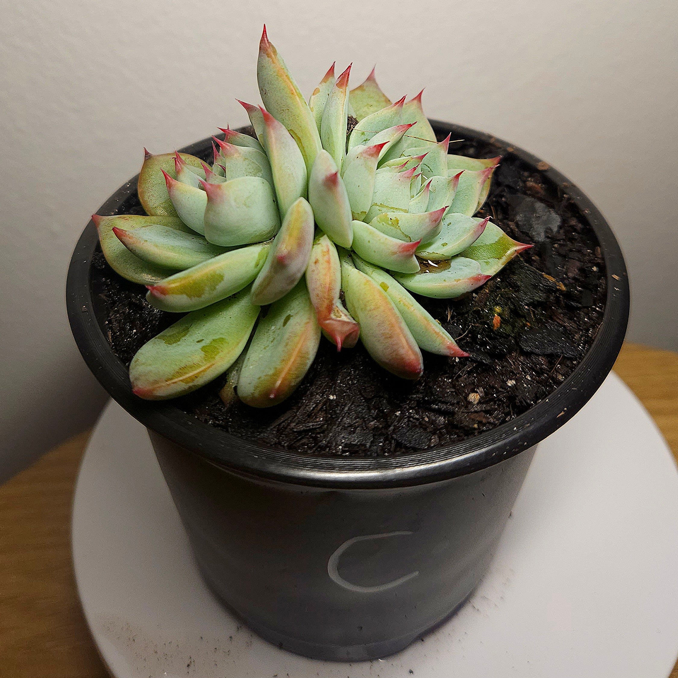Echeveria ‘Strawberry Puff’ – Rare Succulent | Pink Frilled Rosette | Collector Plant