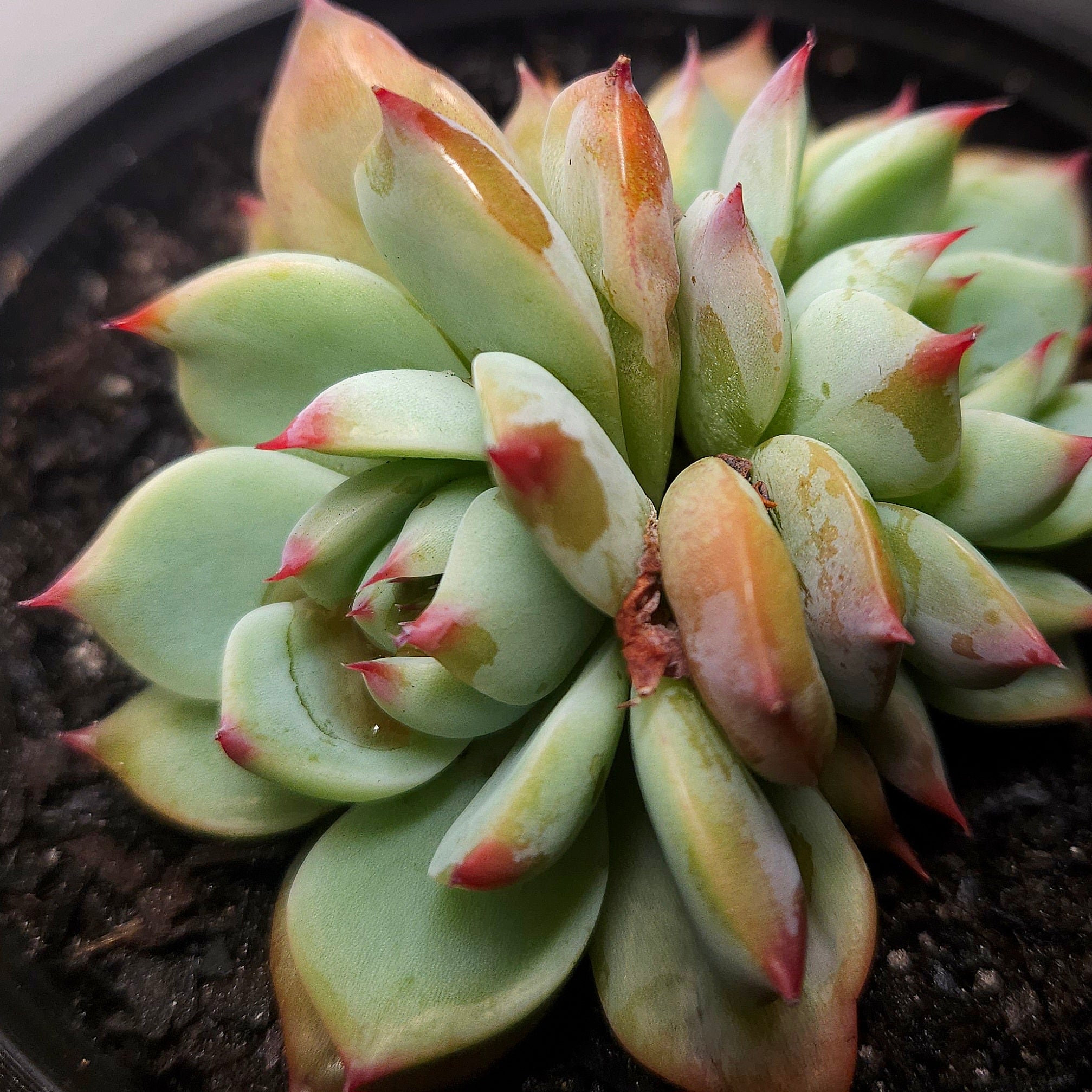 Echeveria ‘Strawberry Puff’ – Rare Succulent | Pink Frilled Rosette | Collector Plant
