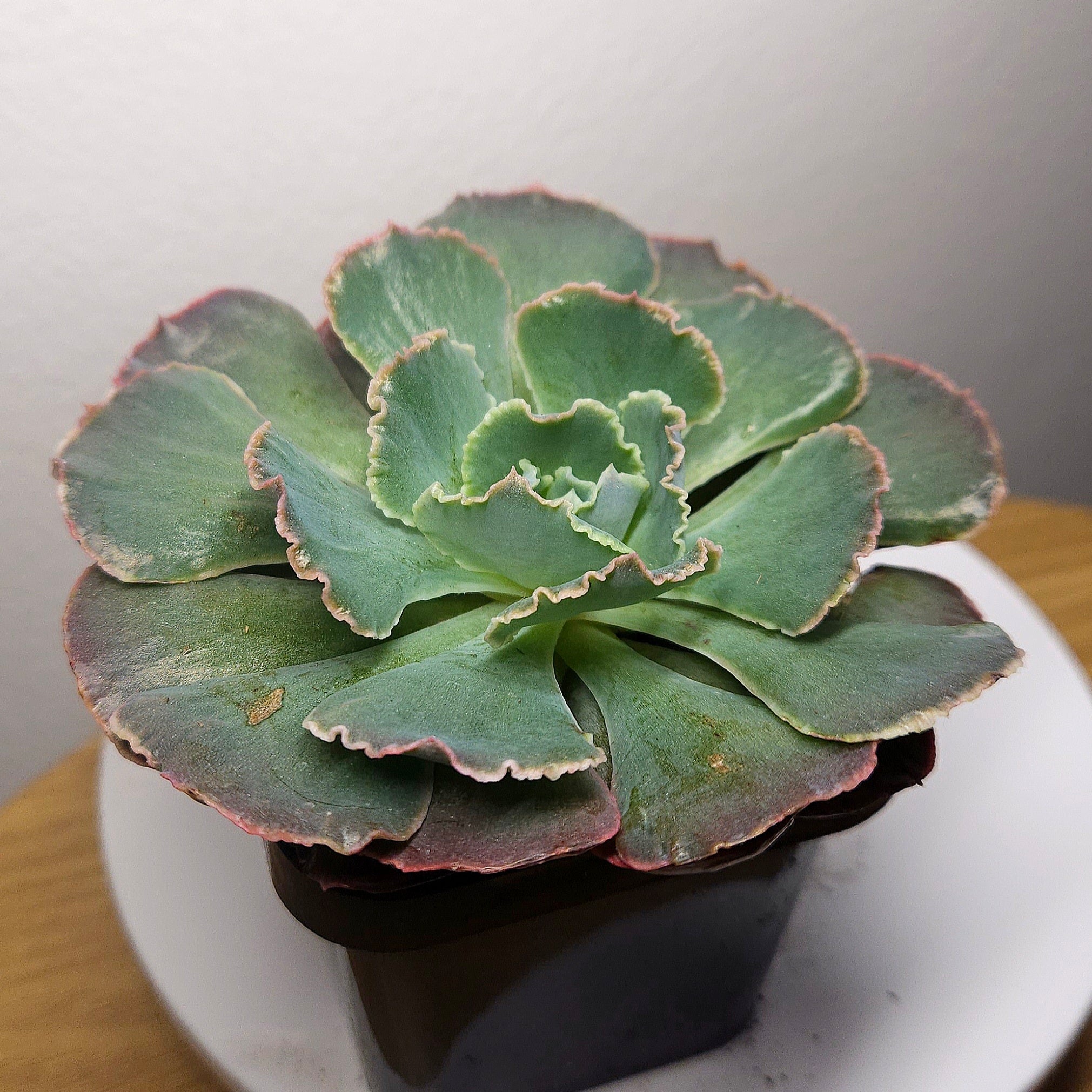 Echeveria ‘Truffles’ – Rare Succulent | Frilly Rosette