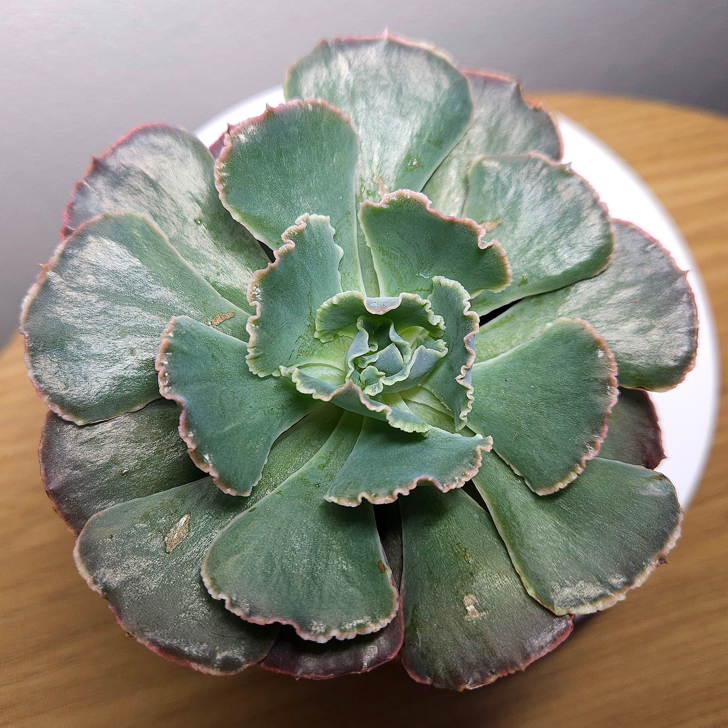 Echeveria ‘Truffles’ – Rare Succulent | Frilly Rosette