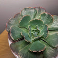 Echeveria ‘Truffles’ – Rare Succulent | Frilly Rosette
