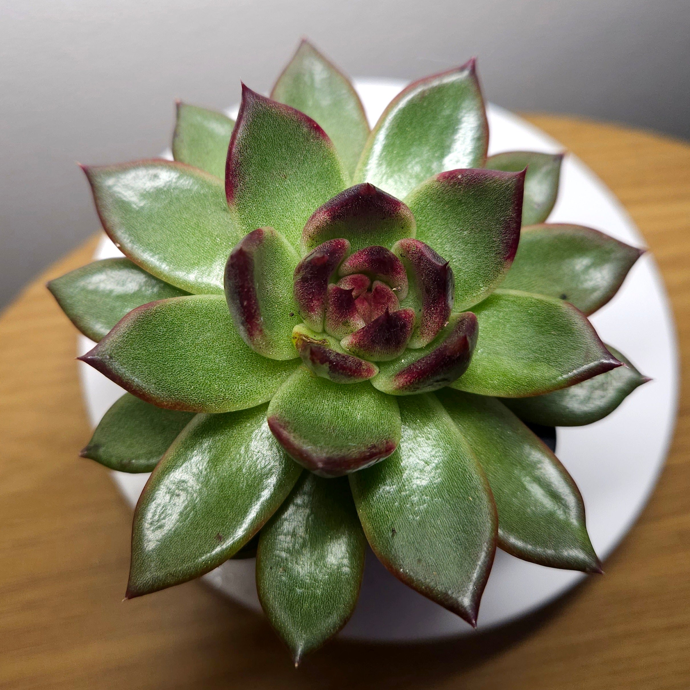 Echeveria ‘Black Prince’ – Rare Succulent | Dark Rosette Succulent