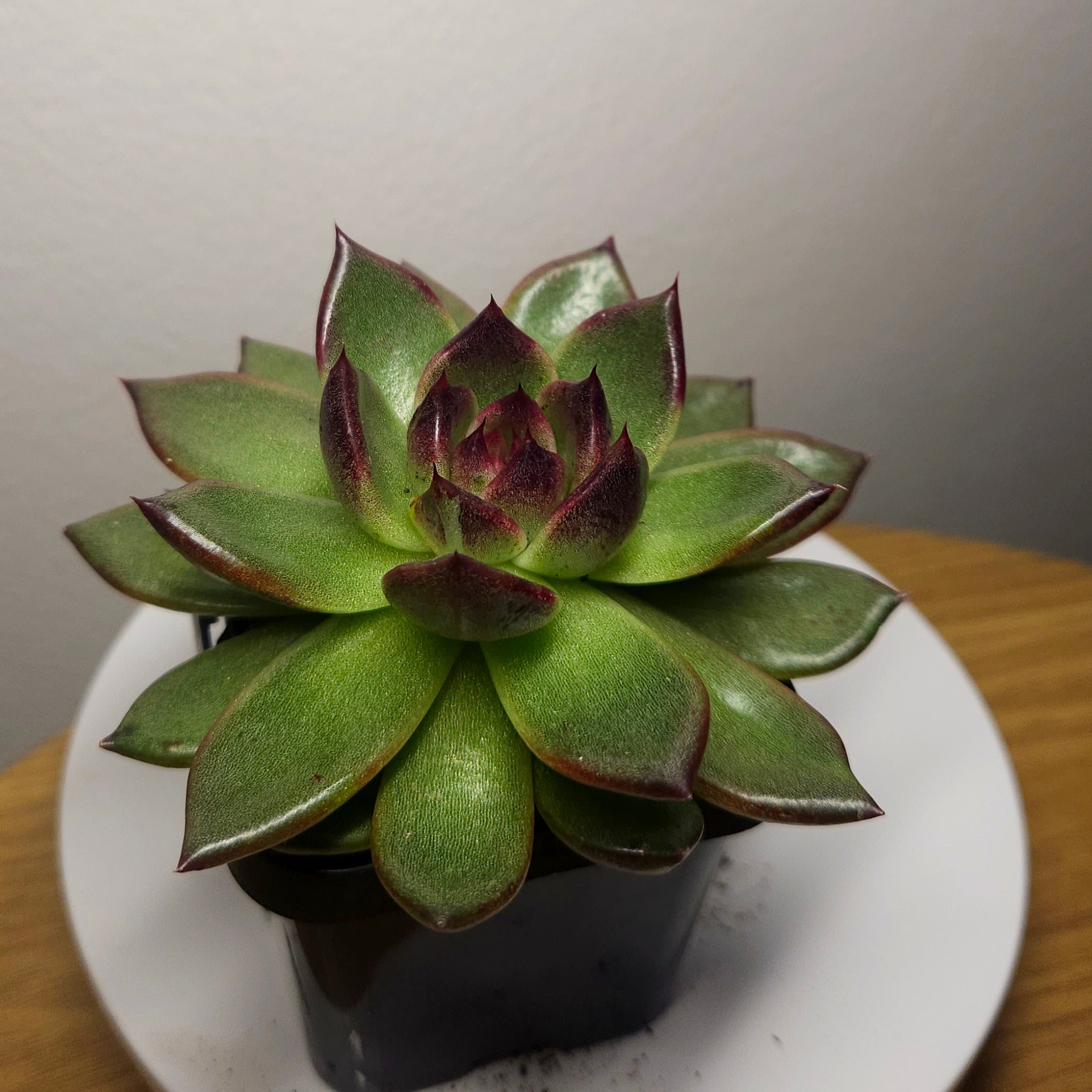 Echeveria ‘Black Prince’ – Rare Succulent | Dark Rosette Succulent