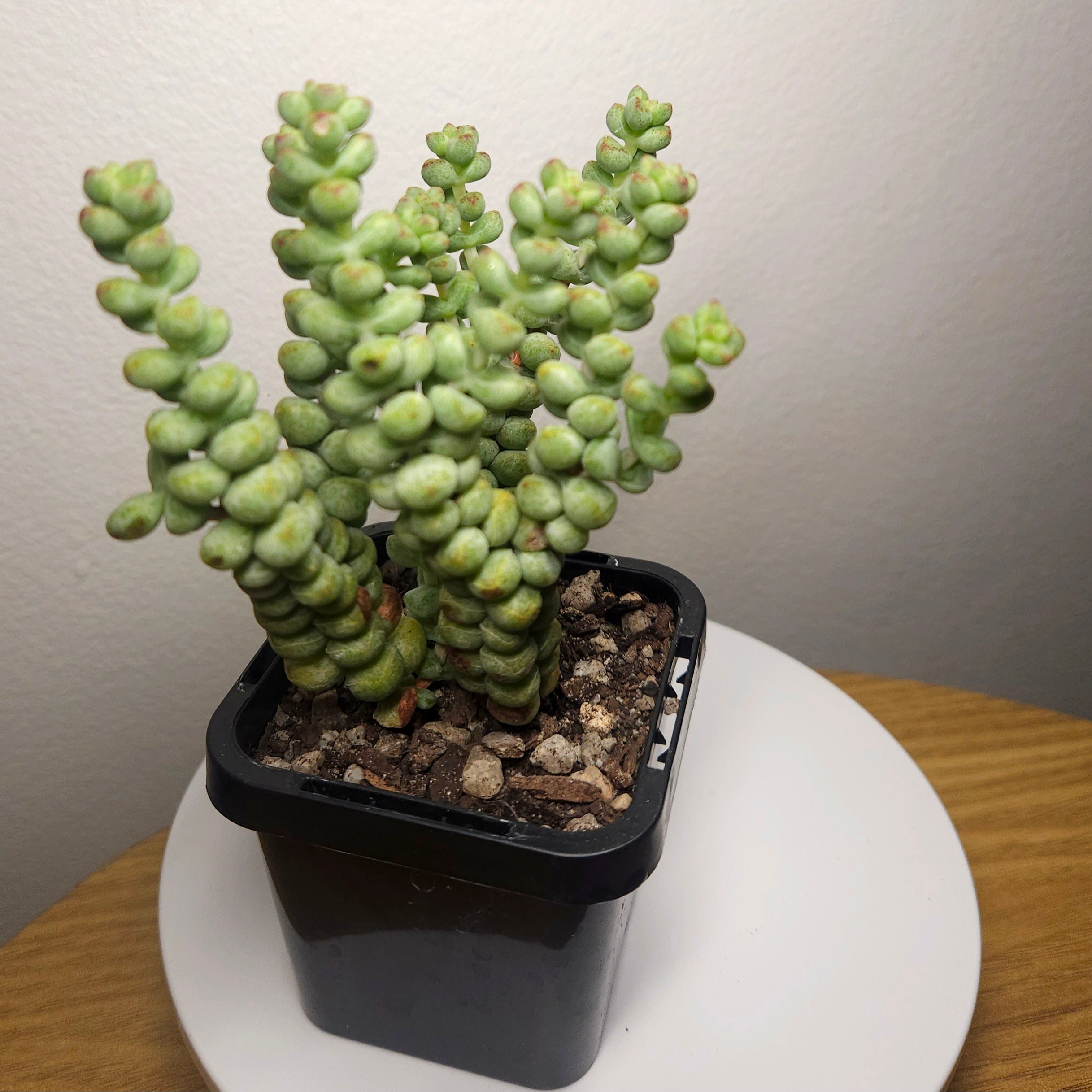 Crassula ‘Baby’s Surprise’ – Rare Succulent | Compact Stacking Crassula