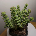 Crassula ‘Baby’s Surprise’ – Rare Succulent | Compact Stacking Crassula