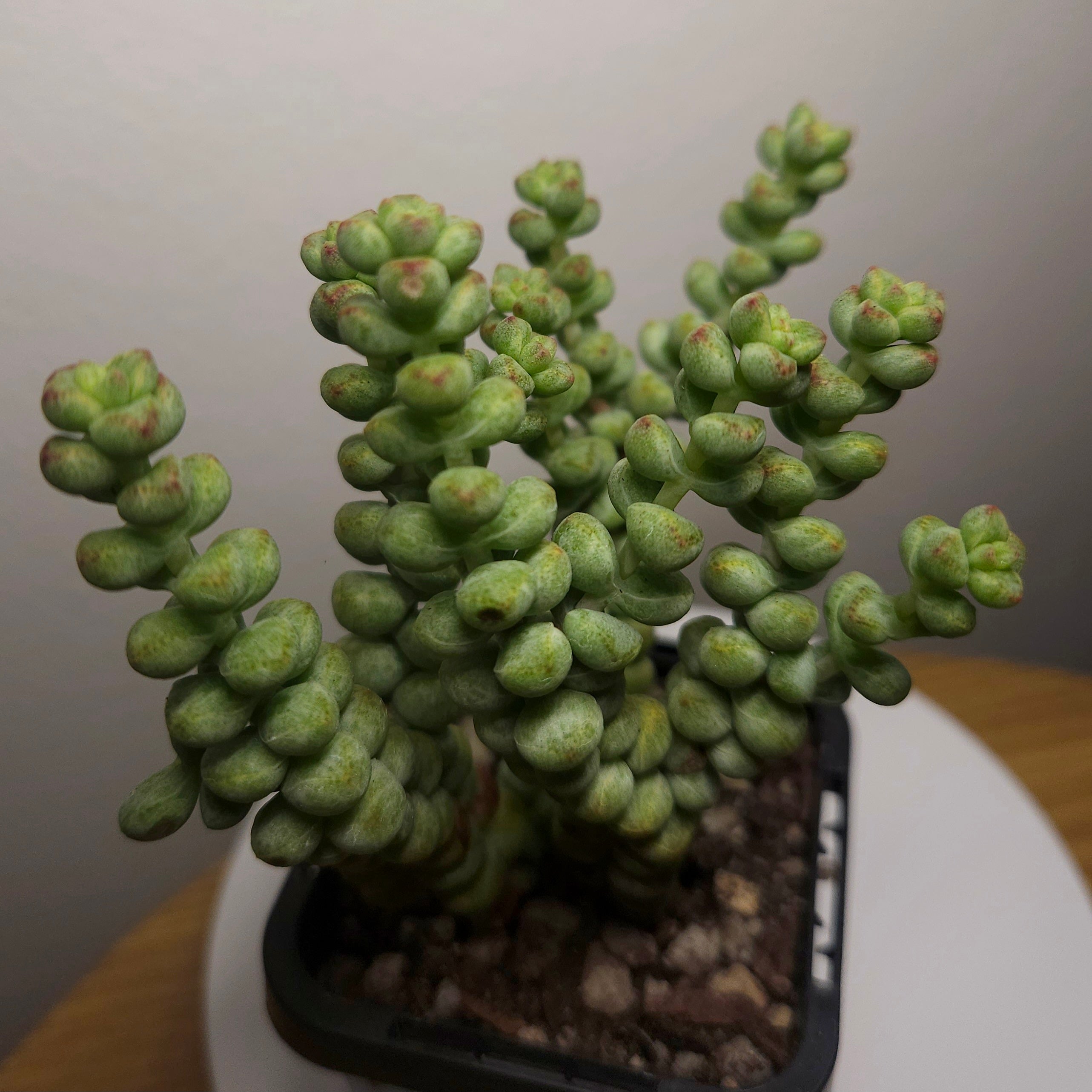 Crassula ‘Baby’s Surprise’ – Rare Succulent | Compact Stacking Crassula