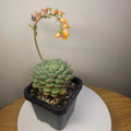 Echeveria Minima