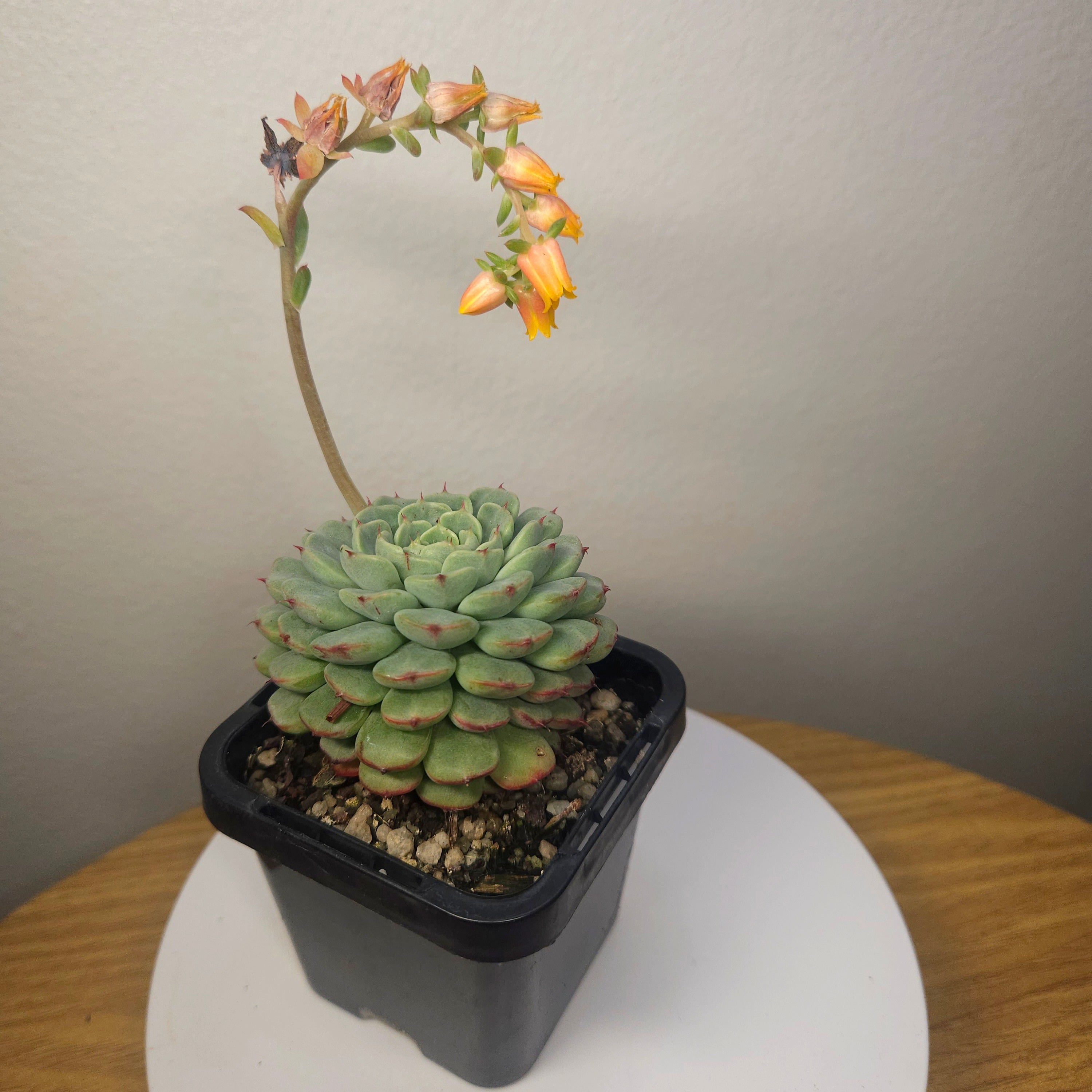 Echeveria Minima
