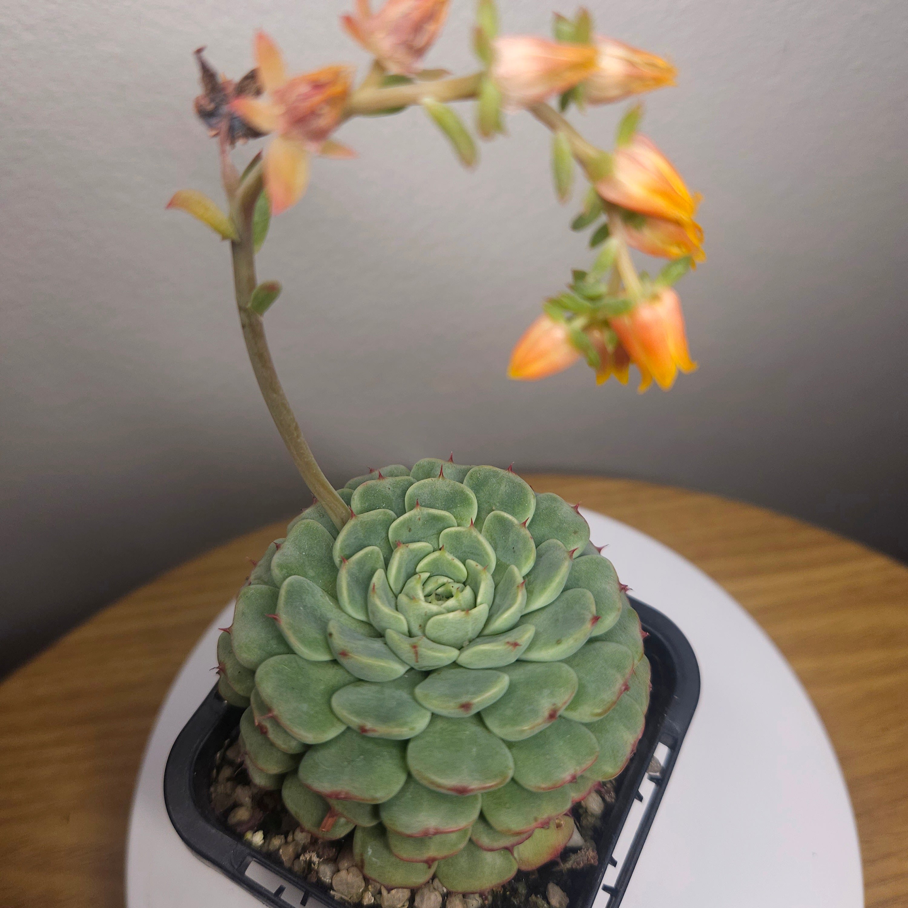 Echeveria Minima