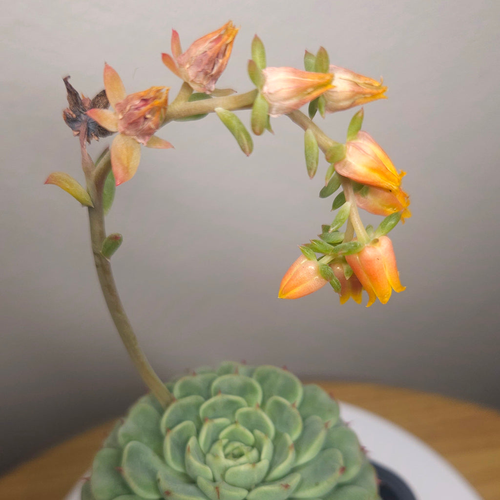 Echeveria Minima
