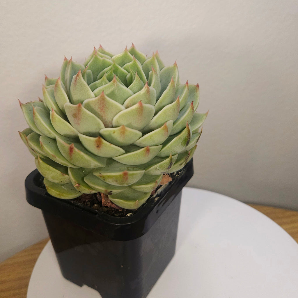 Echeveria Ben's Badis