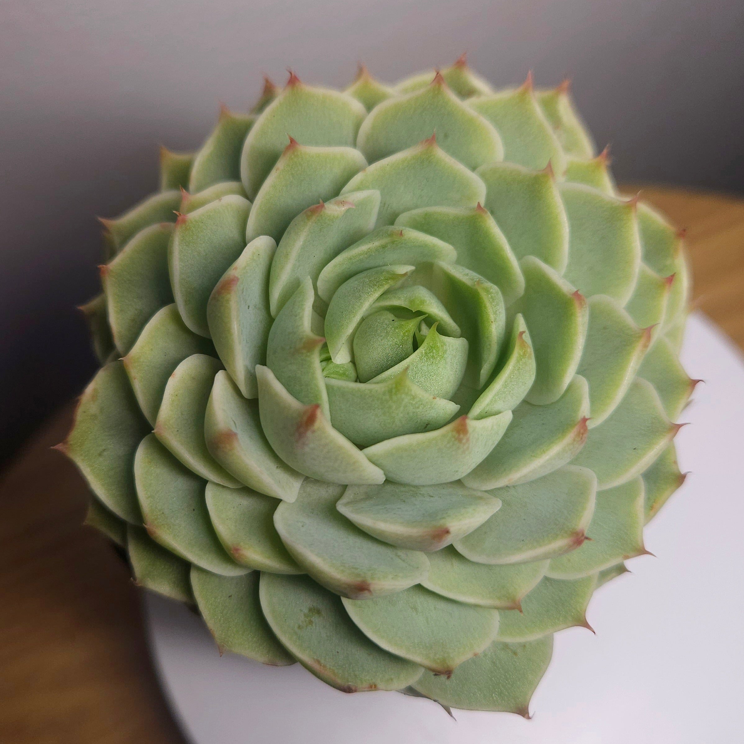 Echeveria Ben's Badis