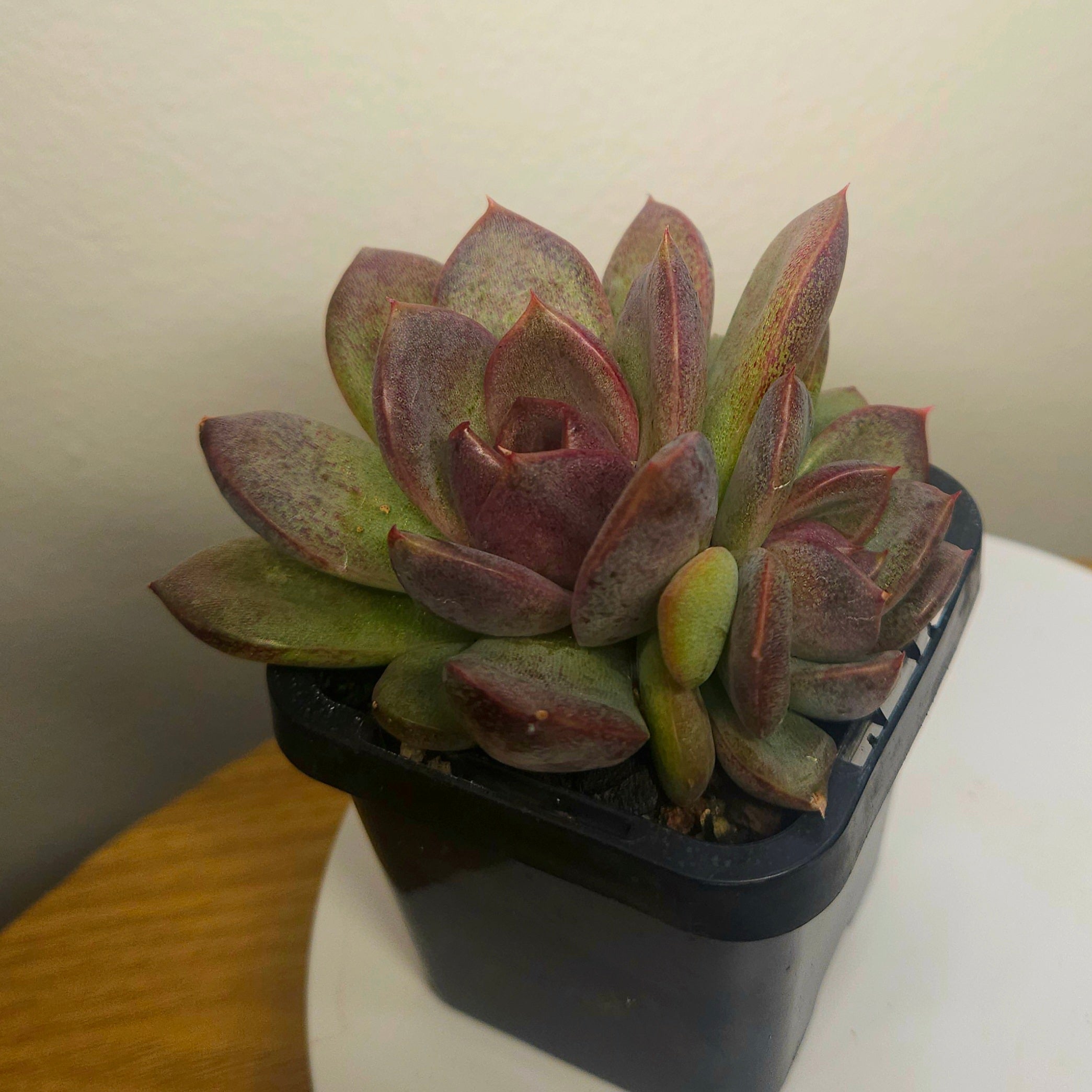 Echeveria Velvet Peach - Rare